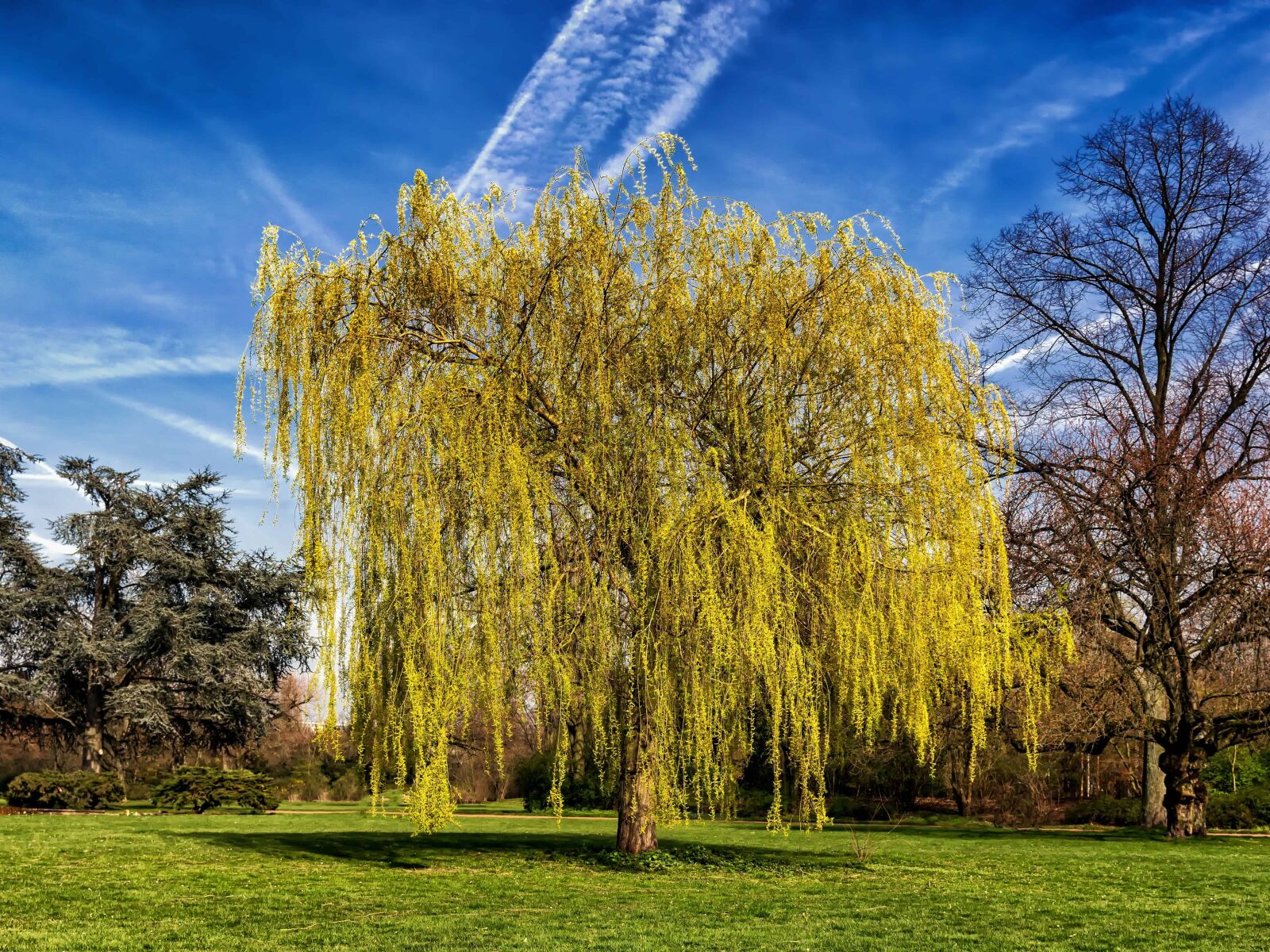 Nikon D3300 sample photo. Tree, nature, landscape, autumn photography