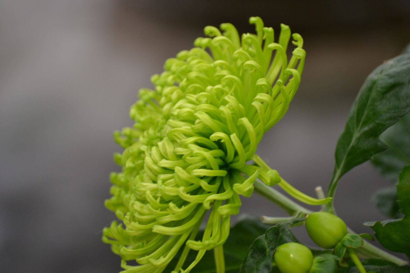 Nikon D3100 sample photo. Blossom, bloom, close up photography