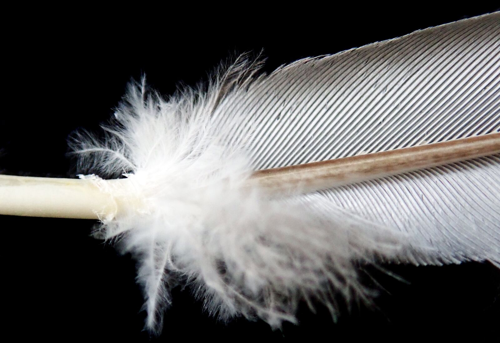 Olympus TG-5 sample photo. Feather, white, plumage photography
