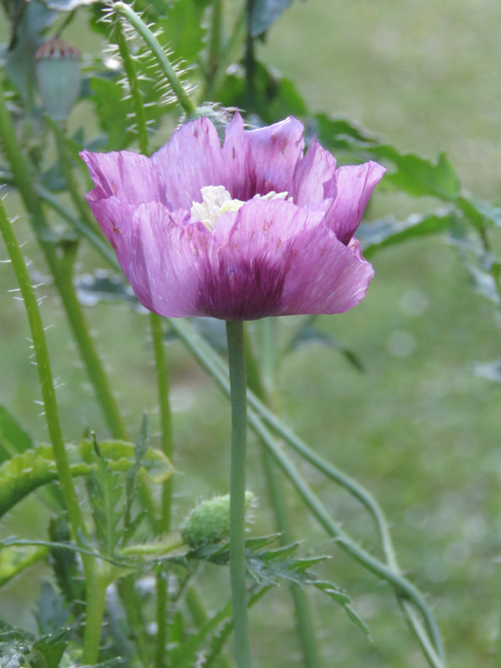 Canon PowerShot SX60 HS sample photo. Poppy, purple, violet photography