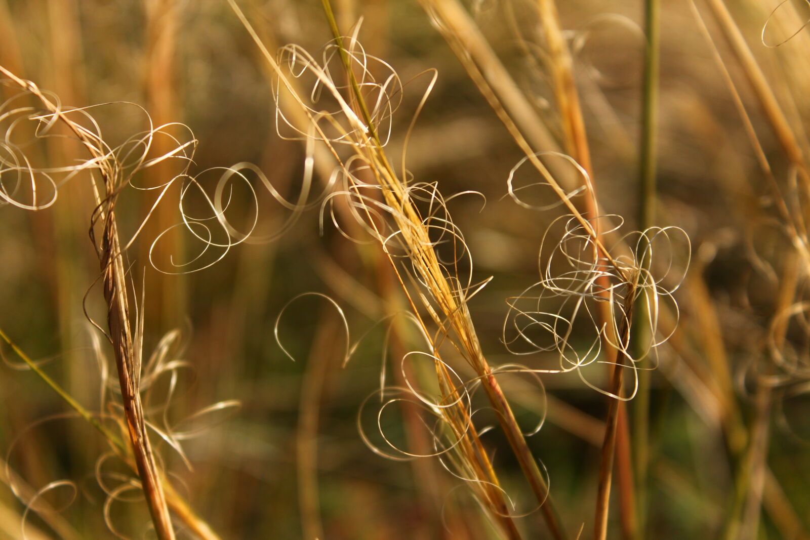 Canon EOS 1100D (EOS Rebel T3 / EOS Kiss X50) sample photo. Dry, grass photography