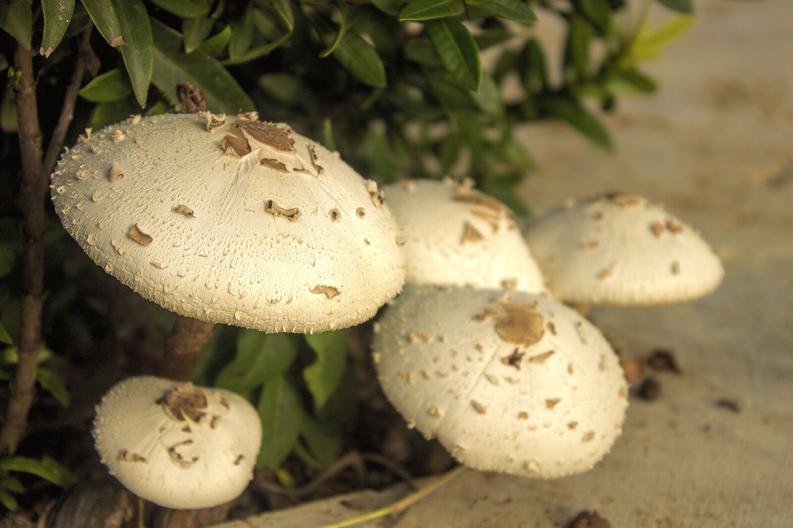 Canon EOS 1100D (EOS Rebel T3 / EOS Kiss X50) sample photo. Fungus, nature, mushroom photography