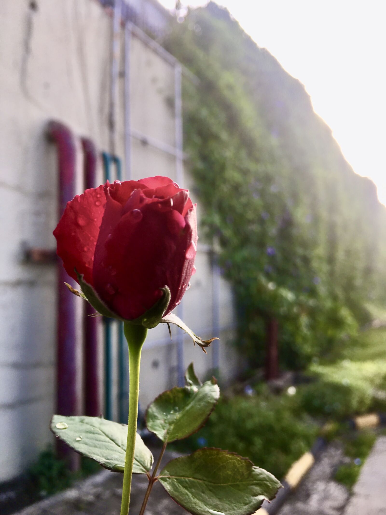Apple iPhone SE (1st generation) + iPhone SE (1st generation) back camera 4.15mm f/2.2 sample photo. Beautiful red rose, flower photography