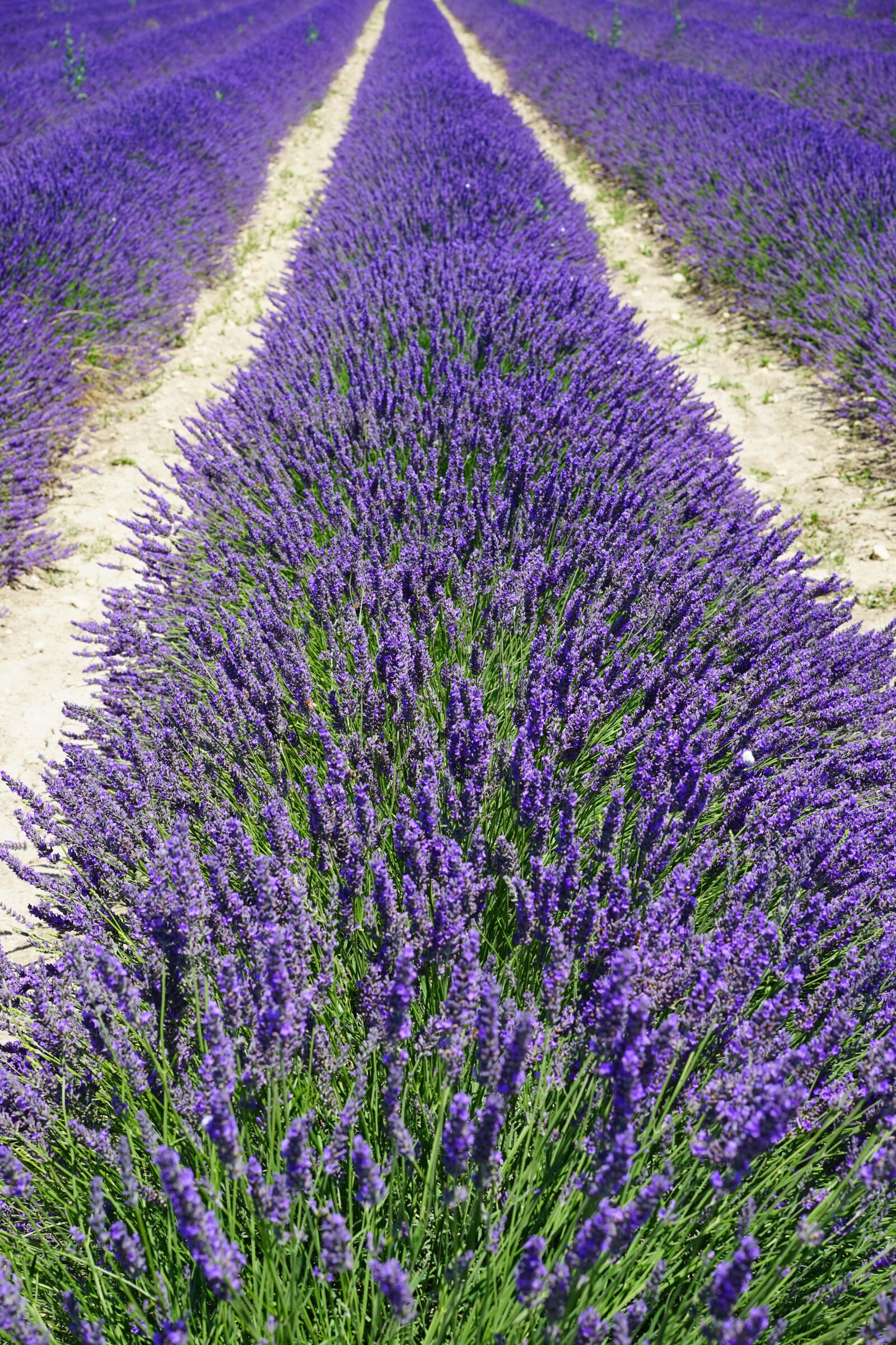 Sony a7 sample photo. Lavender field, lane, away photography