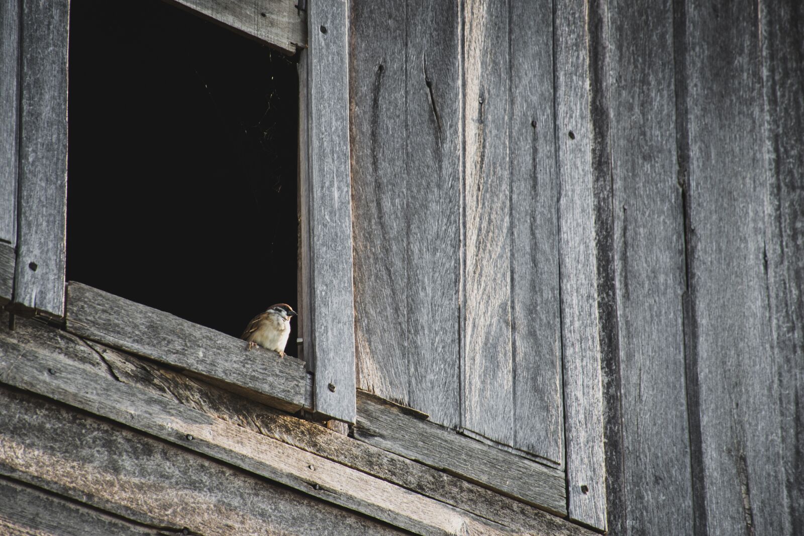 Nikon D5300 sample photo. Birds, poultry, thailand photography