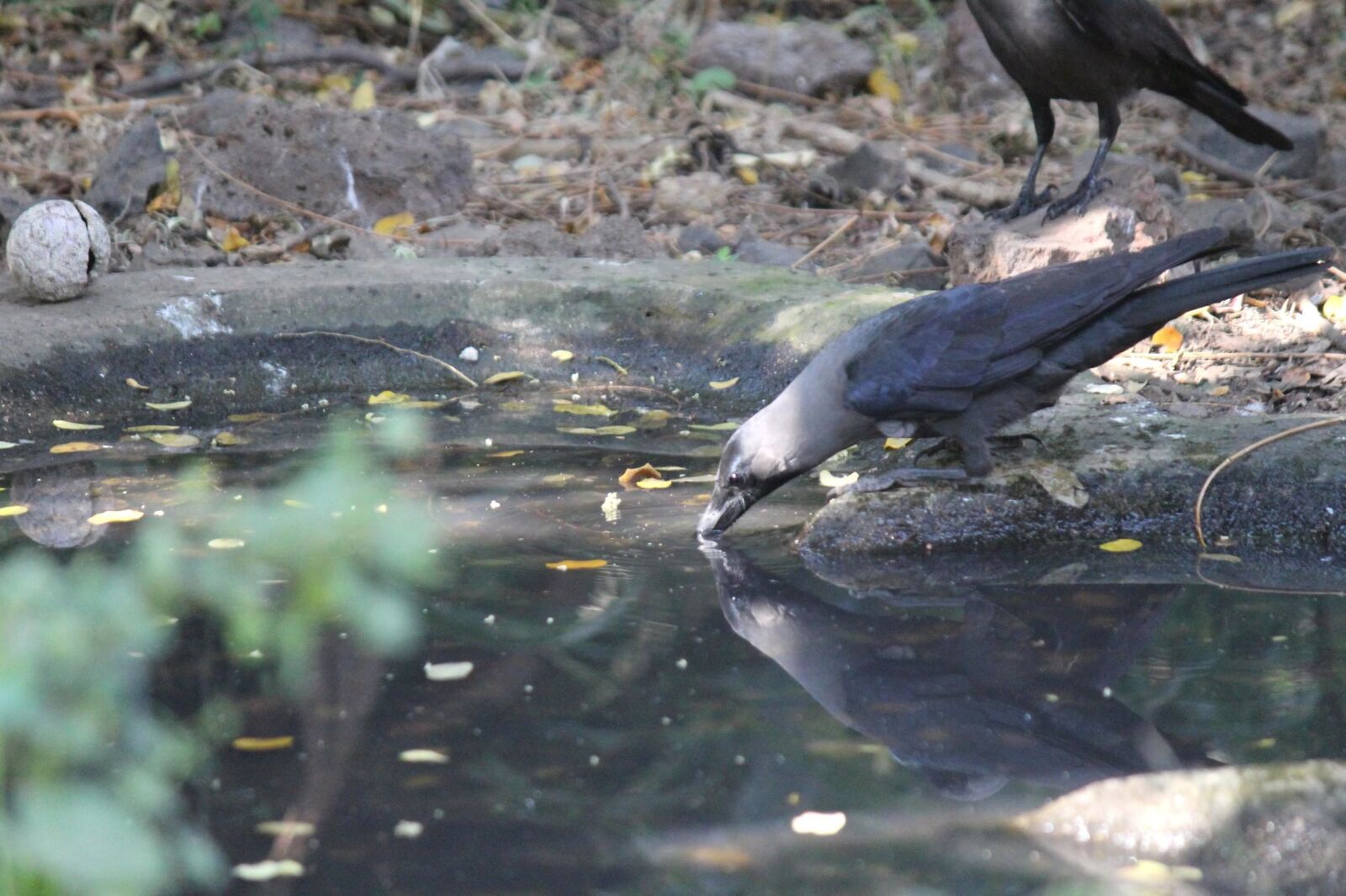 Canon EOS 600D (Rebel EOS T3i / EOS Kiss X5) sample photo. Crow, water, bird, water photography