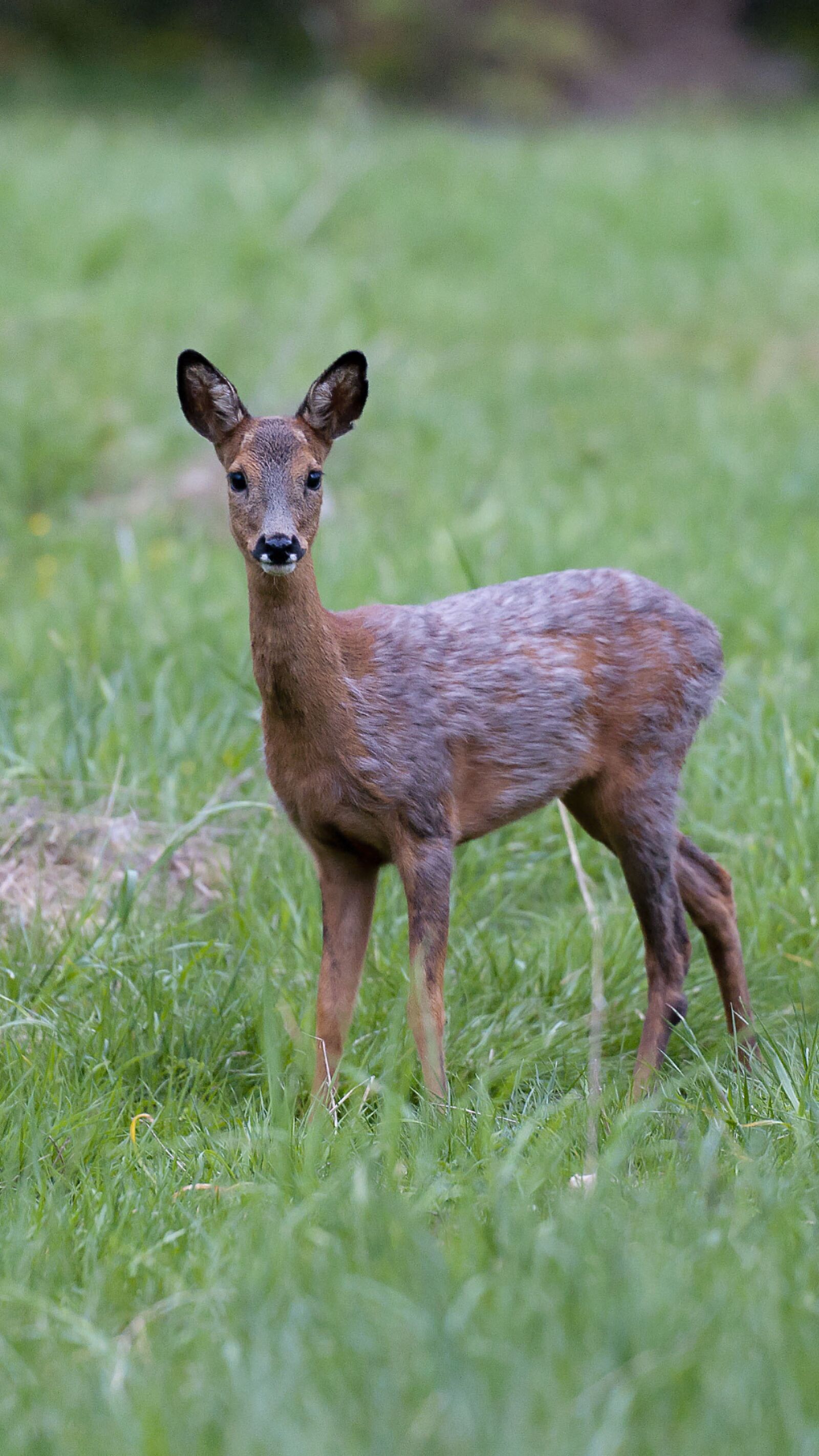 Nikon D90 sample photo. Venison, smaldjur, goat photography