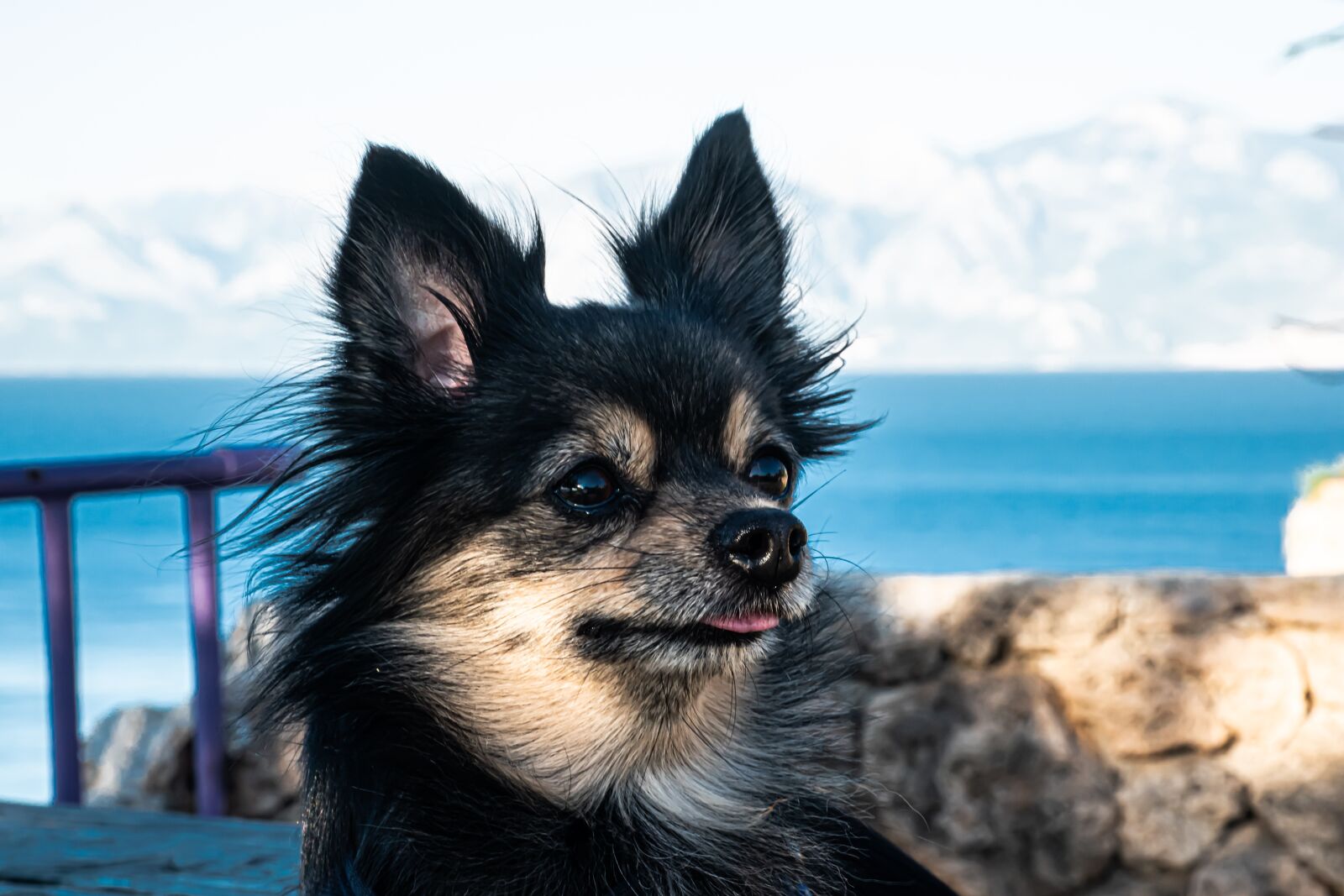 Nikon D5600 sample photo. Dog, chihuahua, cute photography