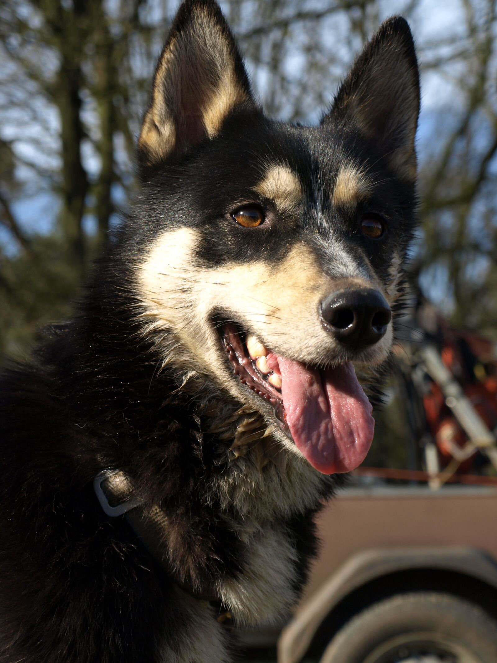 Olympus E-410 (EVOLT E-410) sample photo. Husky, sled dog, portrait photography