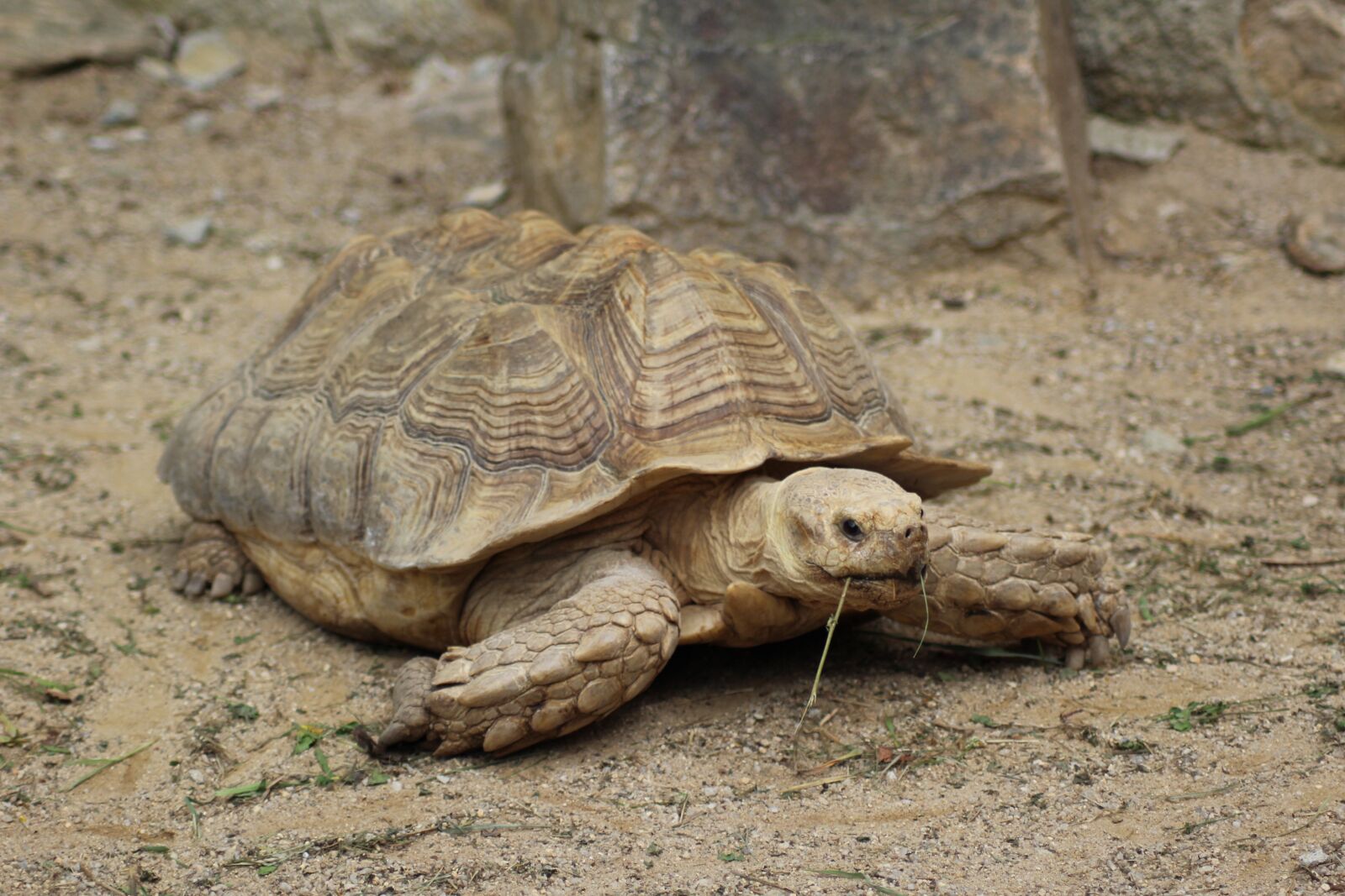 Canon EOS 1200D (EOS Rebel T5 / EOS Kiss X70 / EOS Hi) sample photo. Turtle, animal, zoo photography