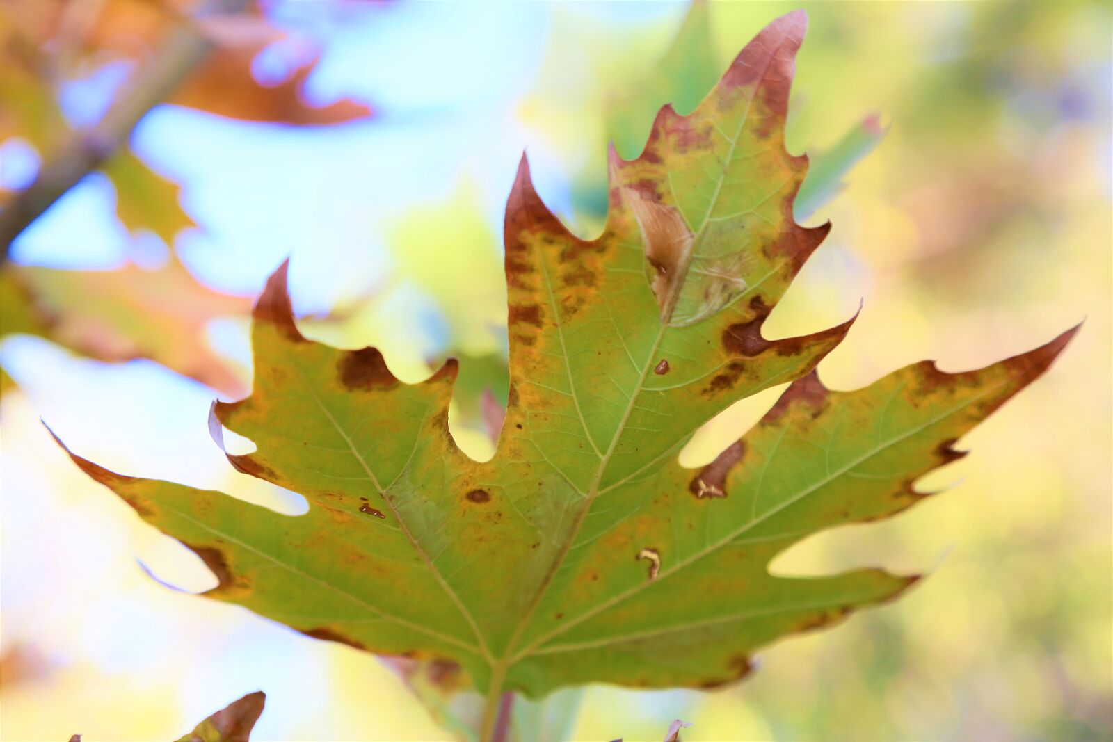 Canon EF 24-105mm F4L IS USM sample photo. Leaves, last spring, nature photography