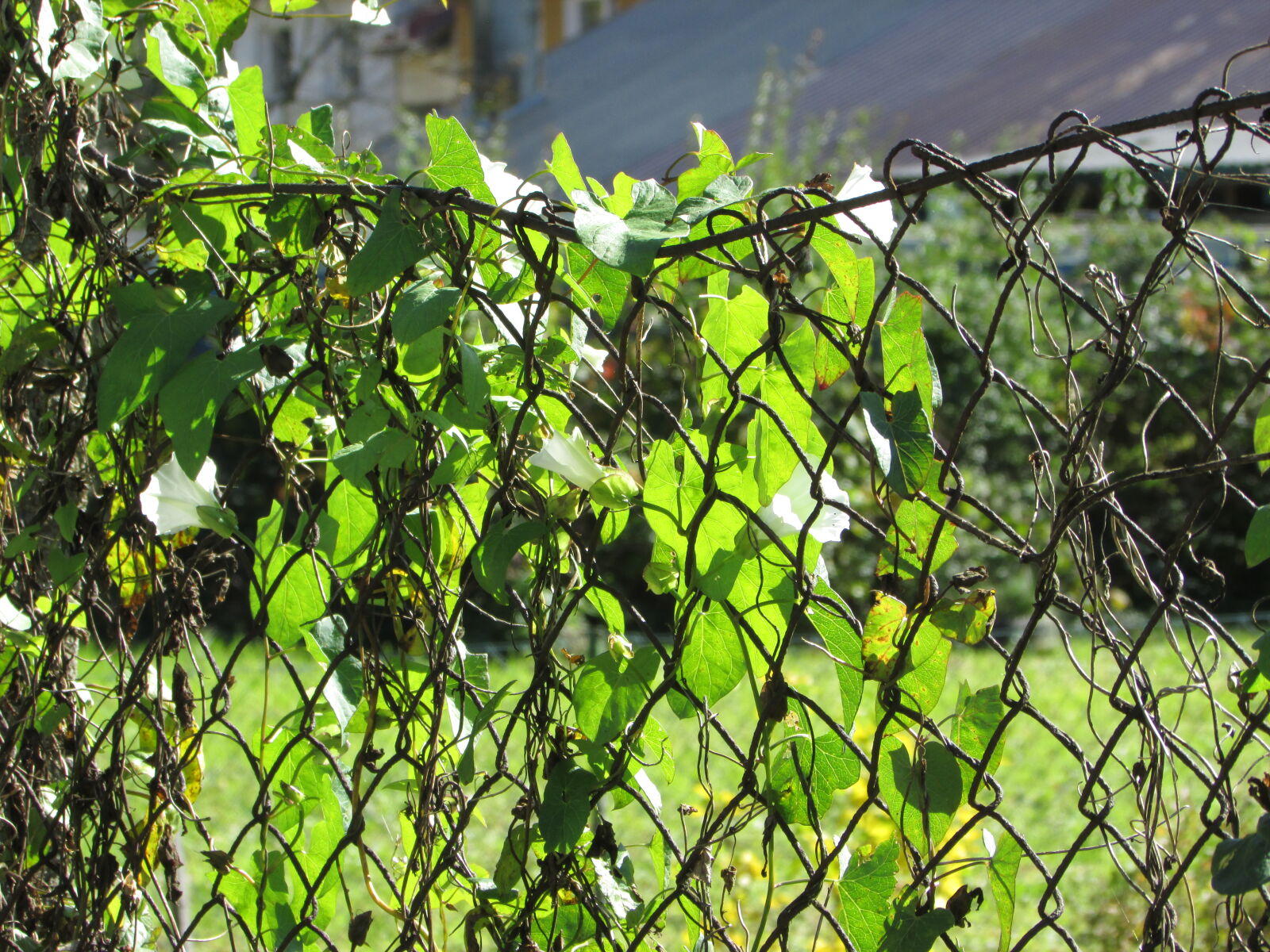 Canon PowerShot SX500 IS sample photo