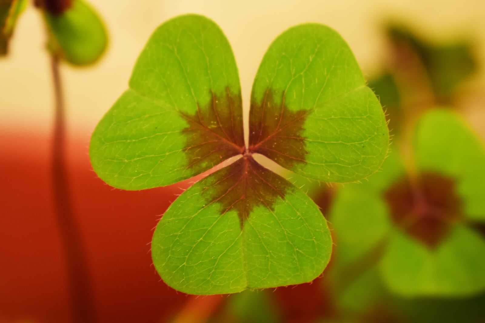 Nikon D5300 sample photo. Clover, plant, nature photography