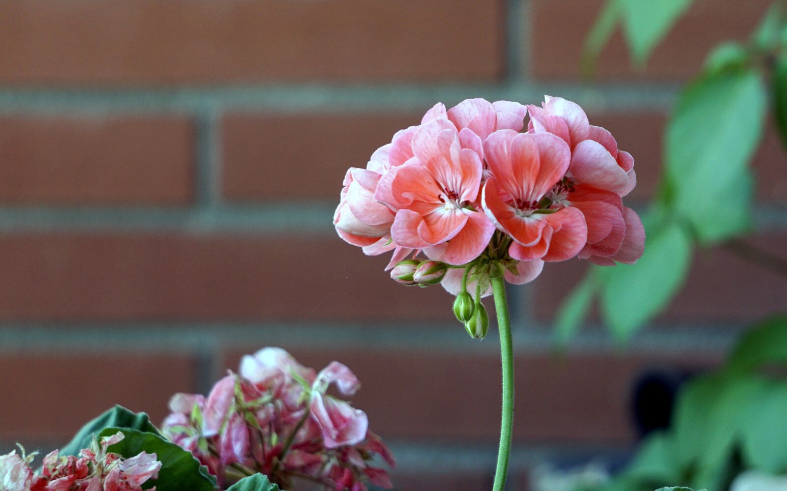 Sony E 55-210mm F4.5-6.3 OSS sample photo. Flowers, vegetable, nature photography