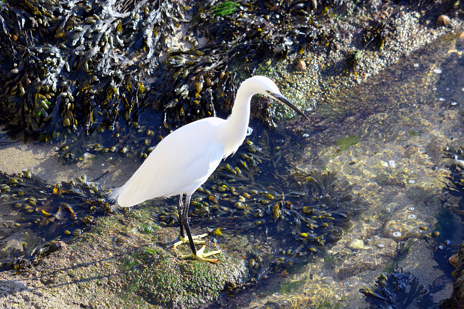 Nikon D5200 sample photo. Aigrette, animalier, animaux, sauvages photography