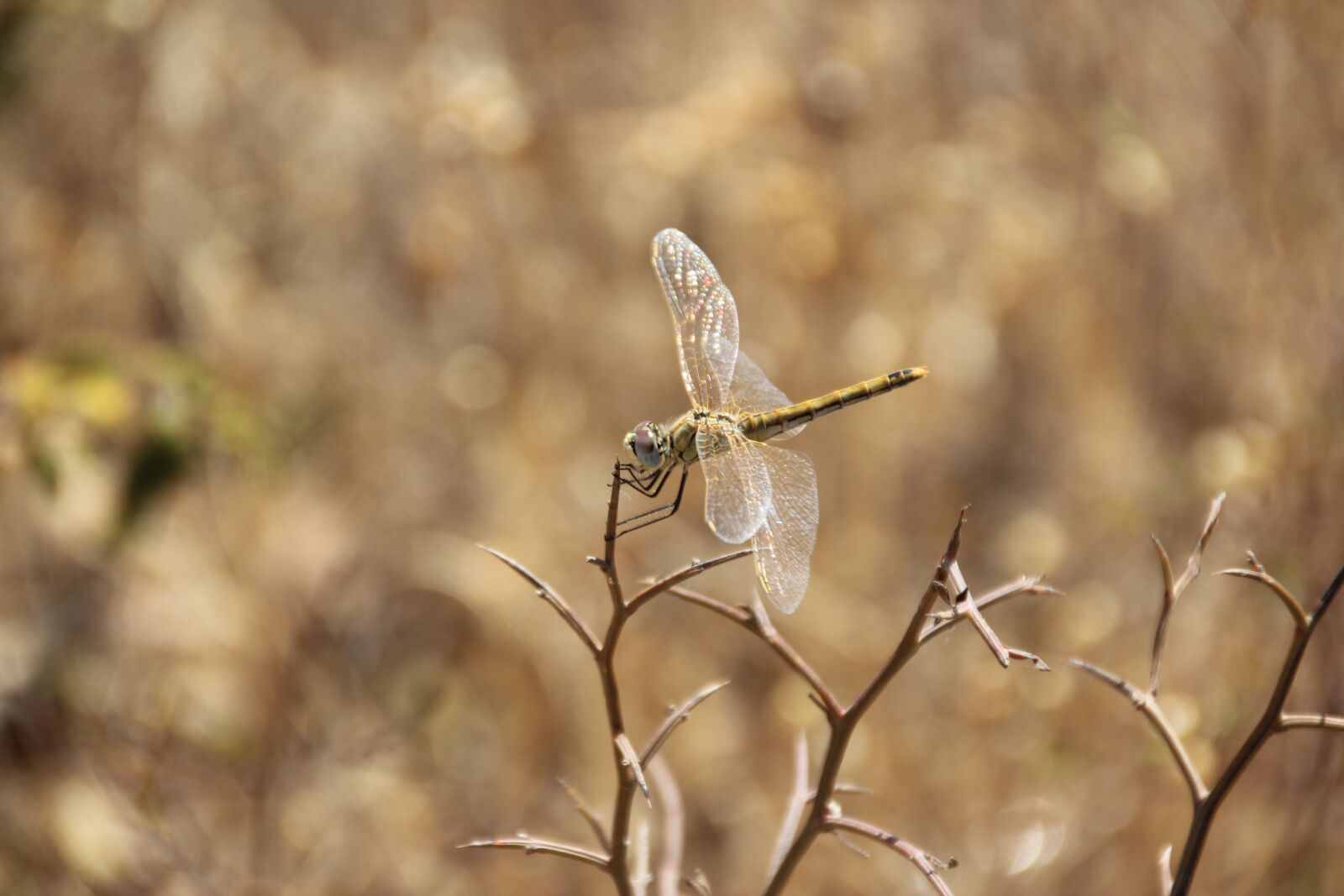 Canon EOS 600D (Rebel EOS T3i / EOS Kiss X5) sample photo. Dragonfly, nature, insect photography