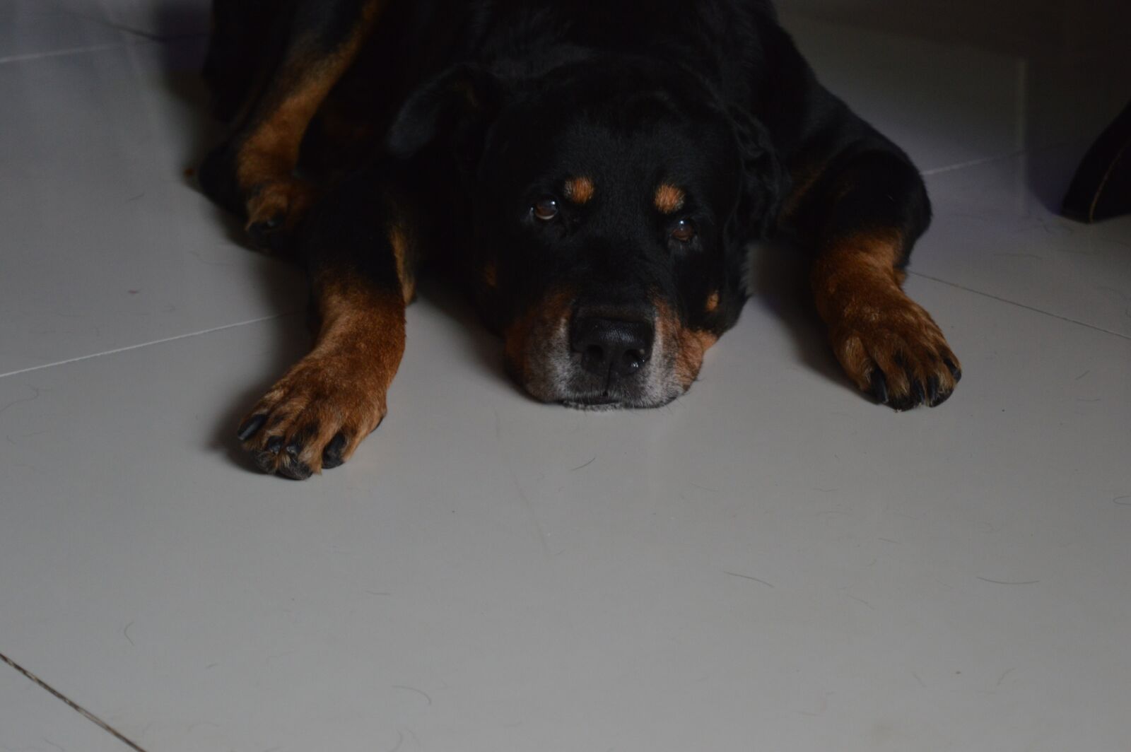 Nikon D3200 sample photo. Dog, old, lying down photography