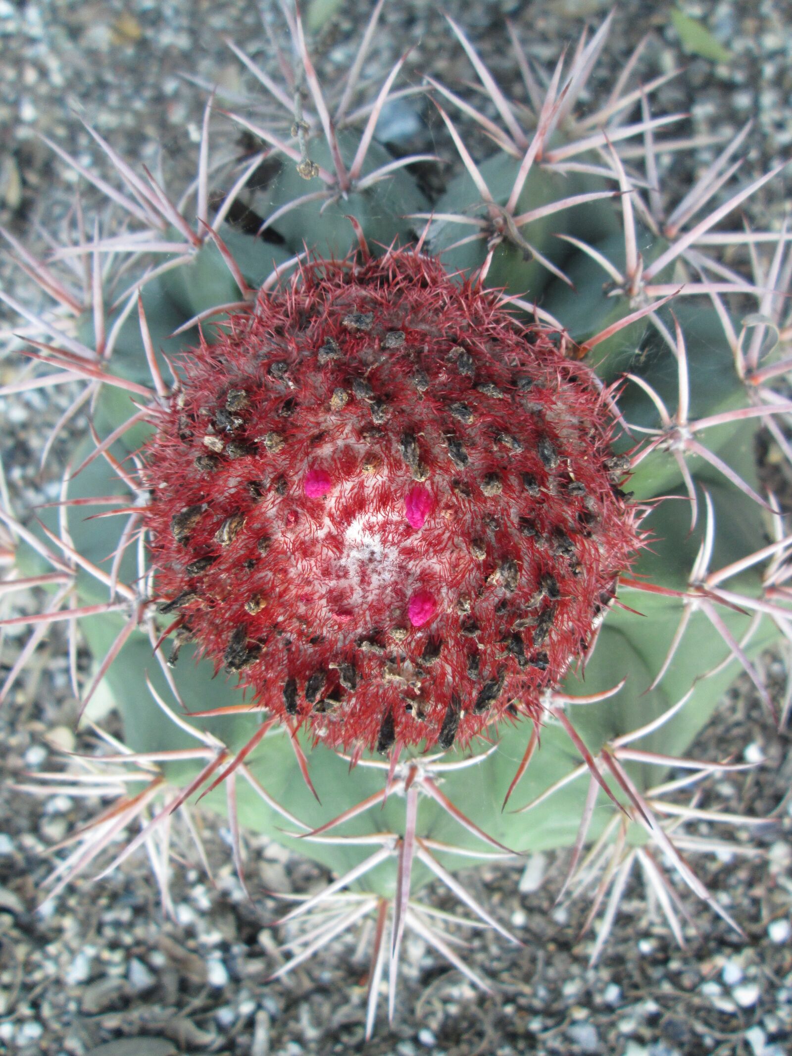 Canon PowerShot A3400 IS sample photo. Nature, spine, cactus photography