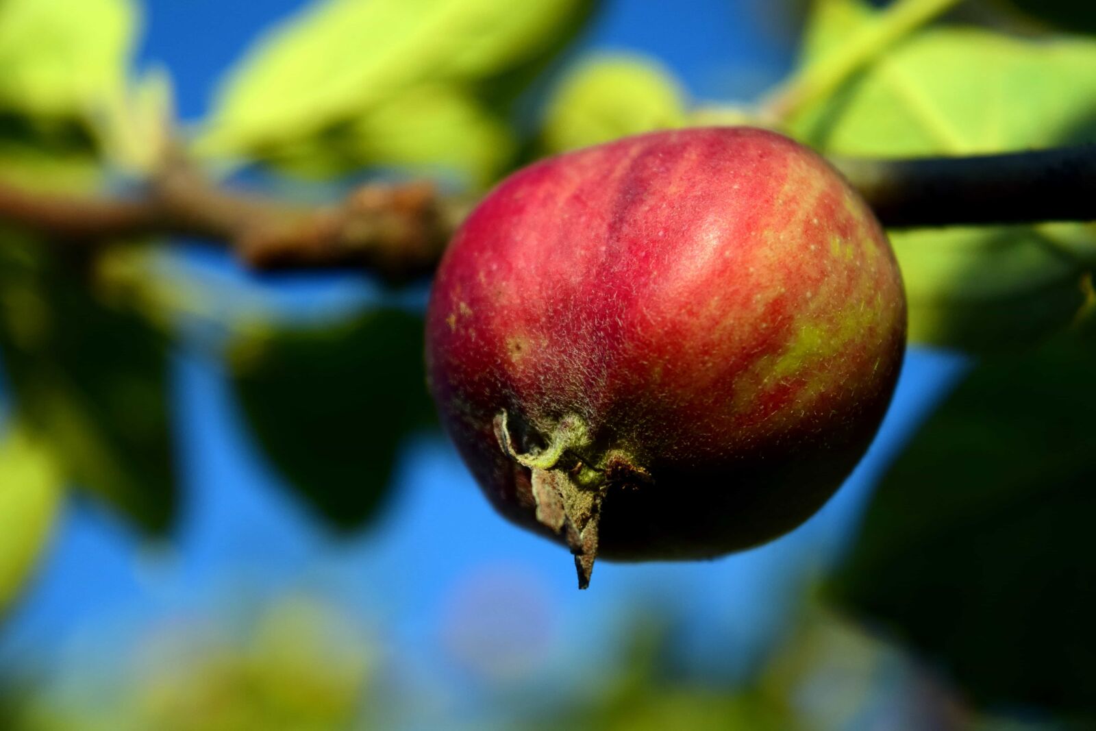 Nikon D3300 sample photo. Apple, nature, leaf, food photography