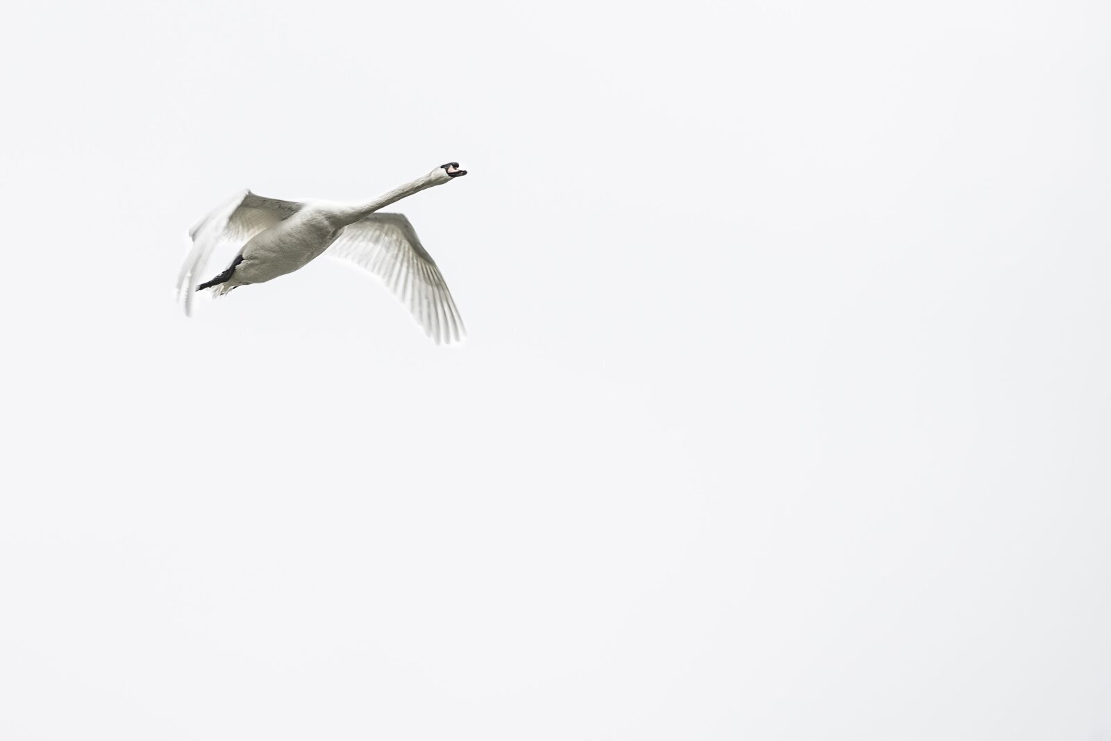 Canon EOS 6D + Canon EF 70-200mm F4L USM sample photo. Swan, bird, swans photography