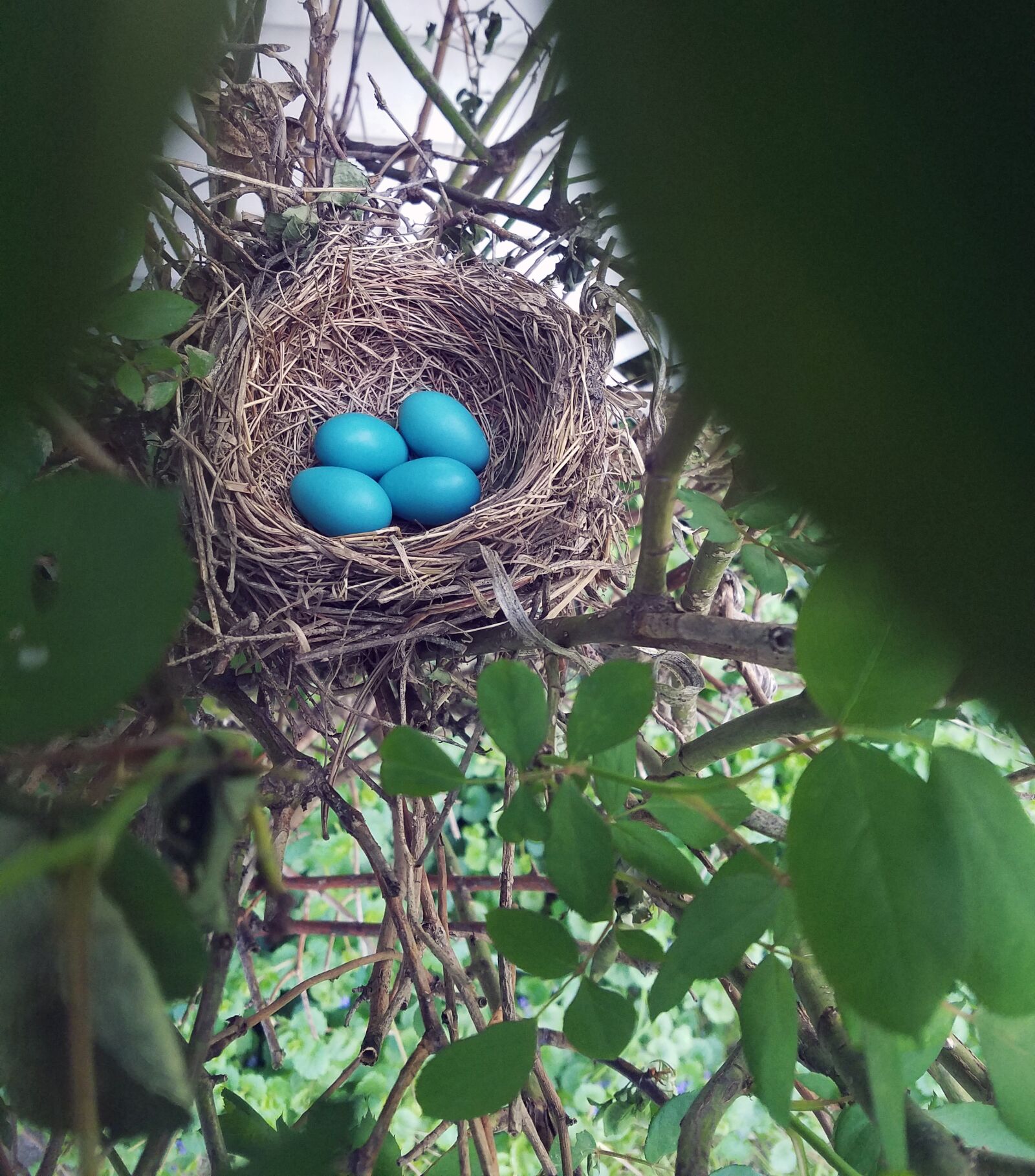 Samsung Galaxy S7 Edge sample photo. Nest, eggs, robin photography