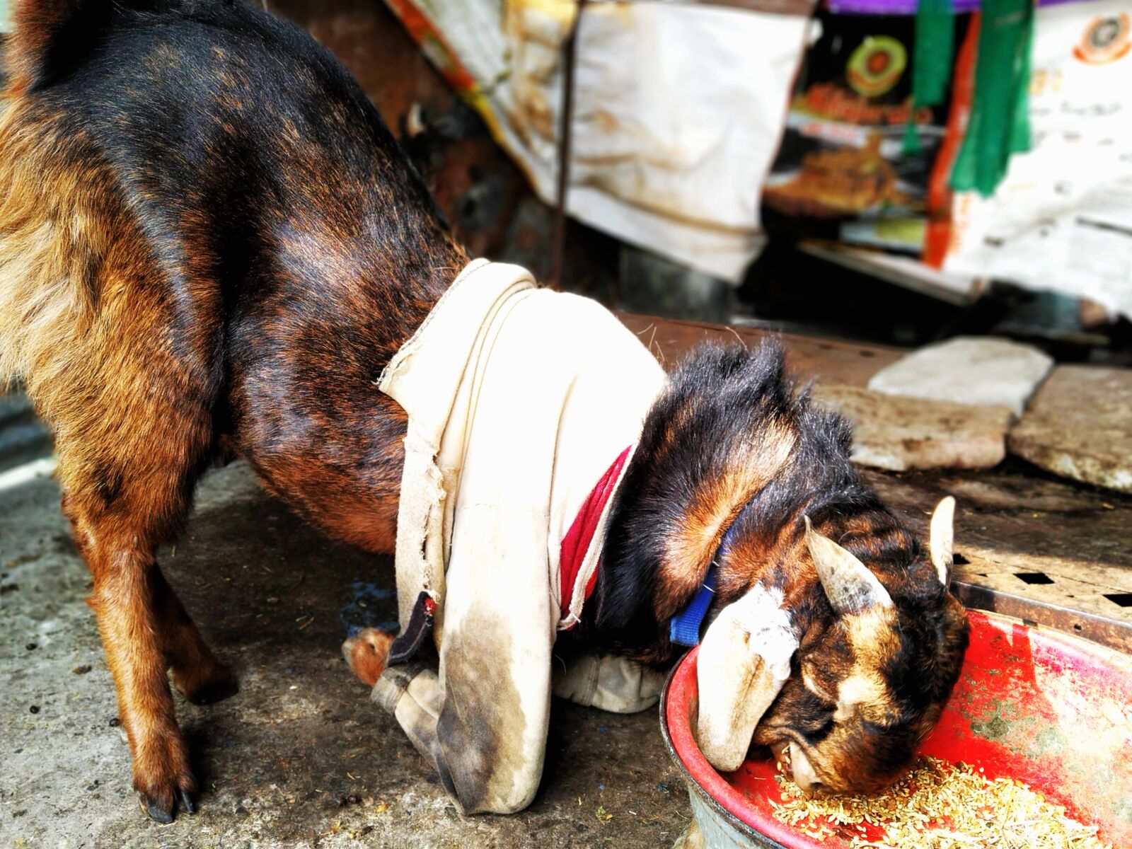 Xiaomi Redmi Note 7 sample photo. Bakra eid, eid ul photography