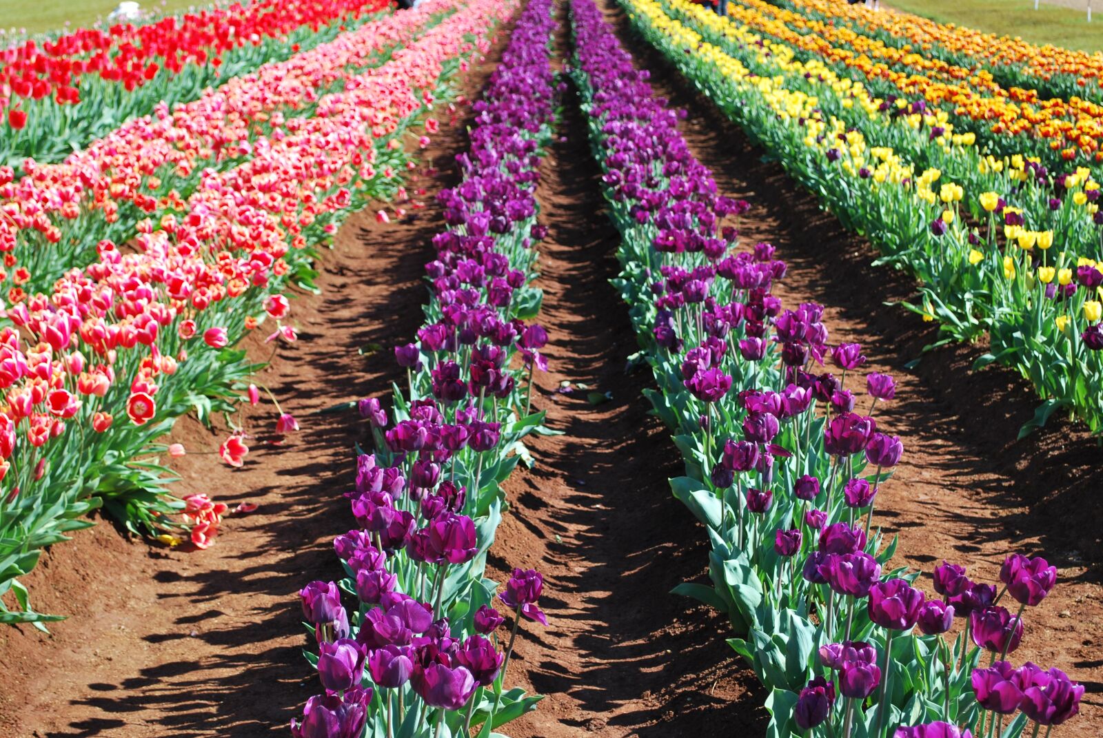 Nikon D60 sample photo. Tulip, flower, field photography