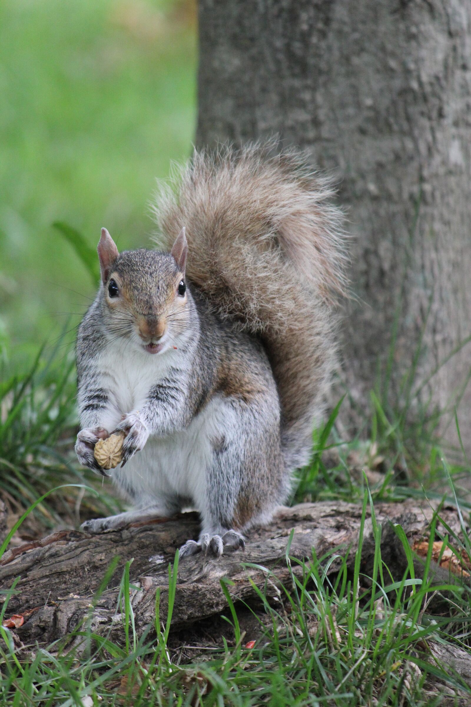Canon EOS 550D (EOS Rebel T2i / EOS Kiss X4) sample photo. Squirrel, animal, eating photography