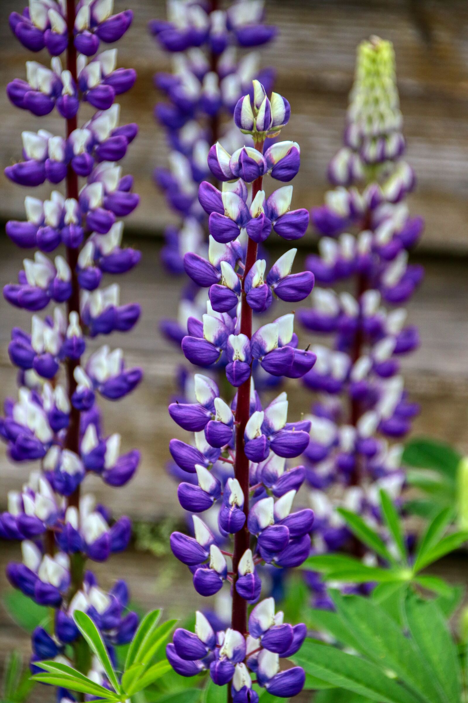 Canon EOS 80D sample photo. Flower, garden, pretty photography