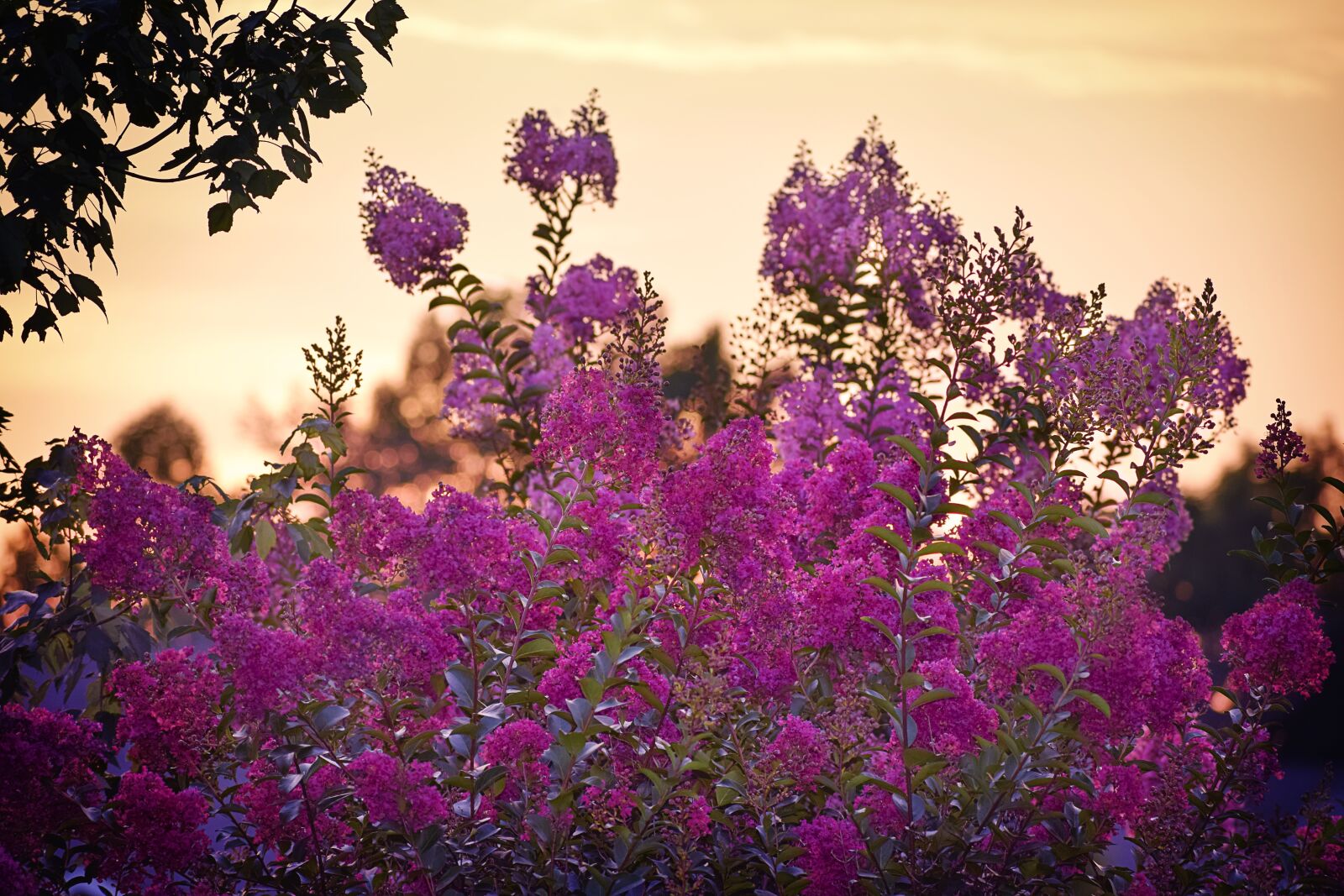Nikon D5300 sample photo. Sunset, crape myrtle, crape photography