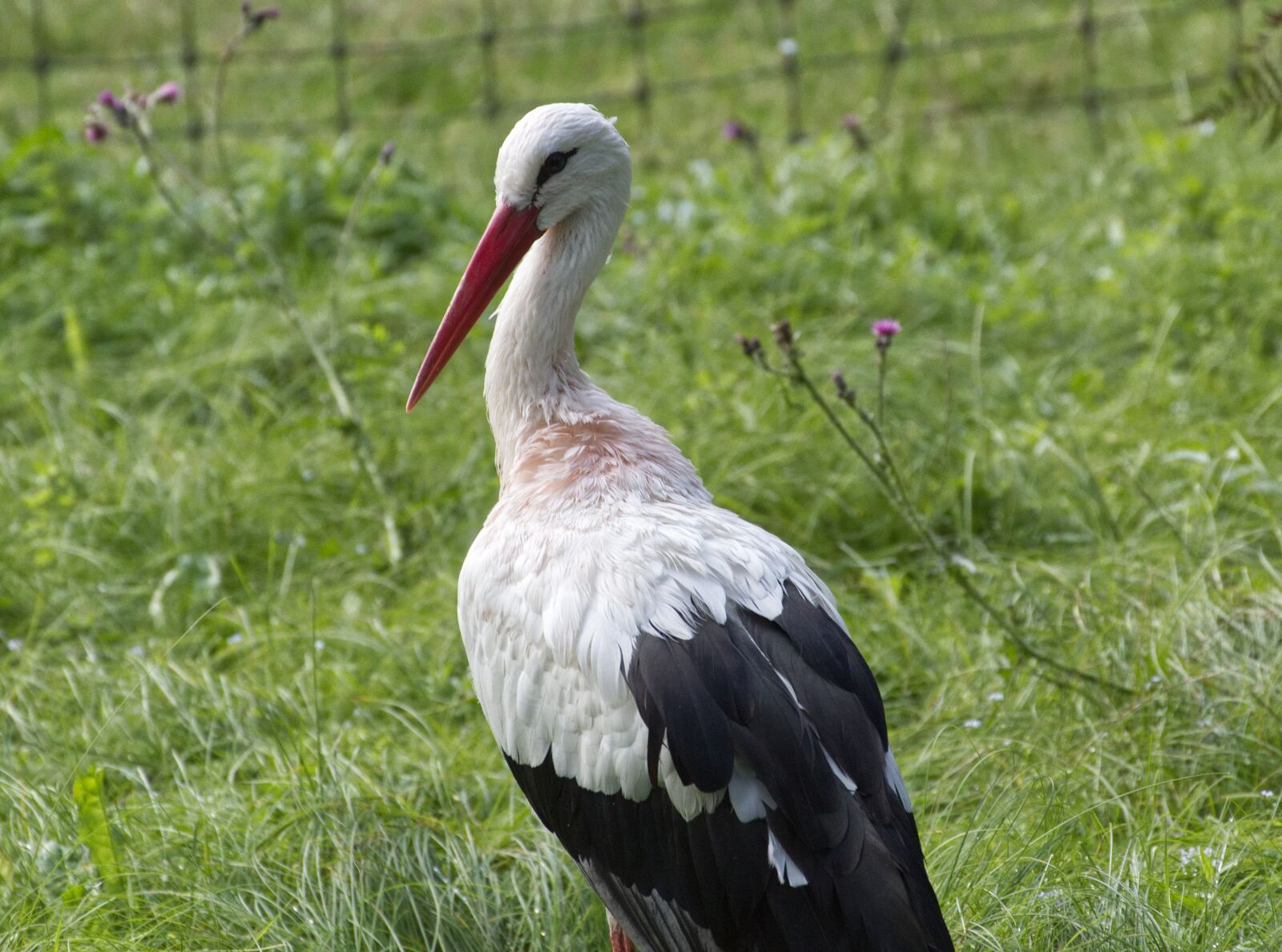 Canon EOS 1300D (EOS Rebel T6 / EOS Kiss X80) sample photo. Stork, bird, rattle stork photography
