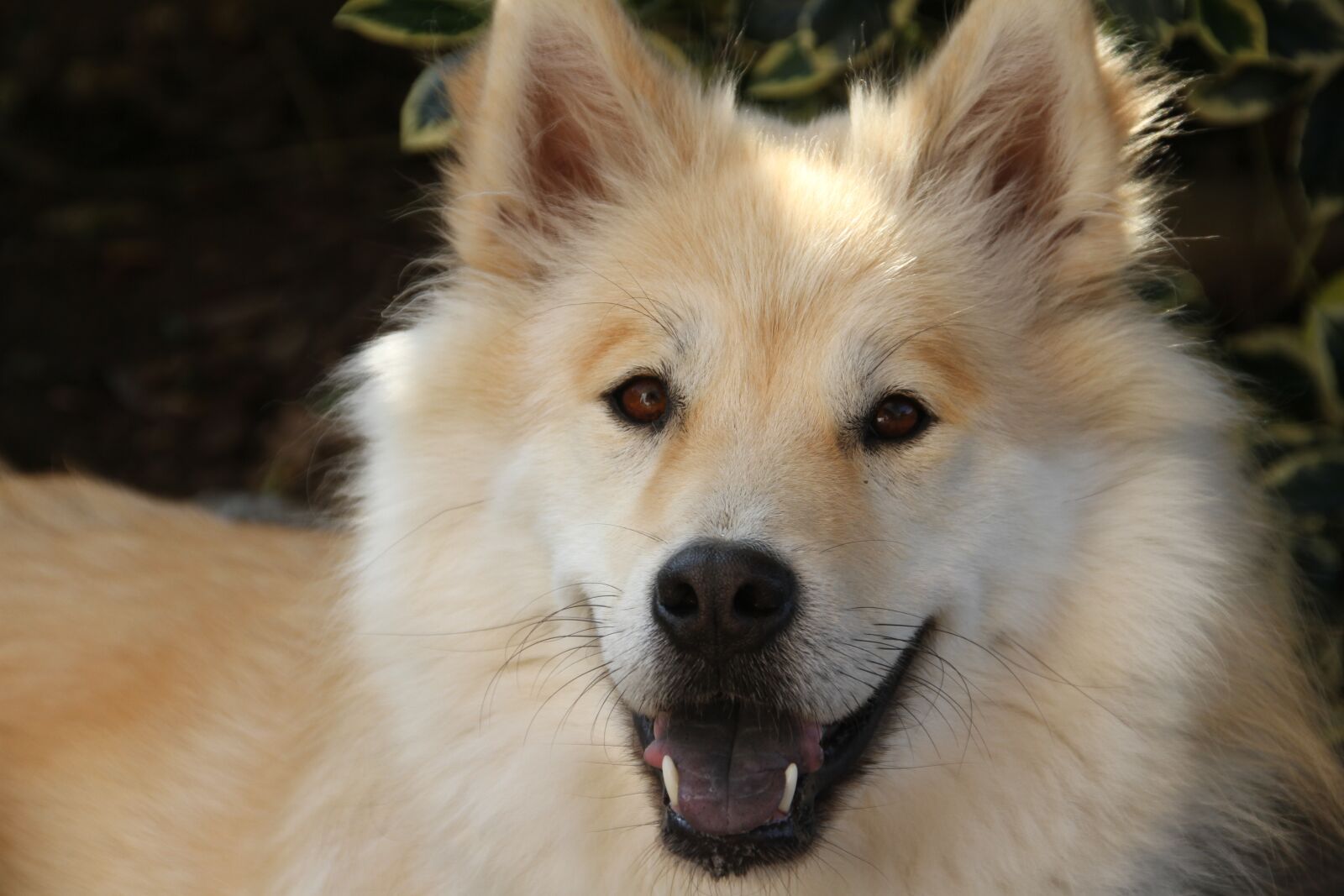 Canon EOS 7D sample photo. Eurasians, dog, pet photography