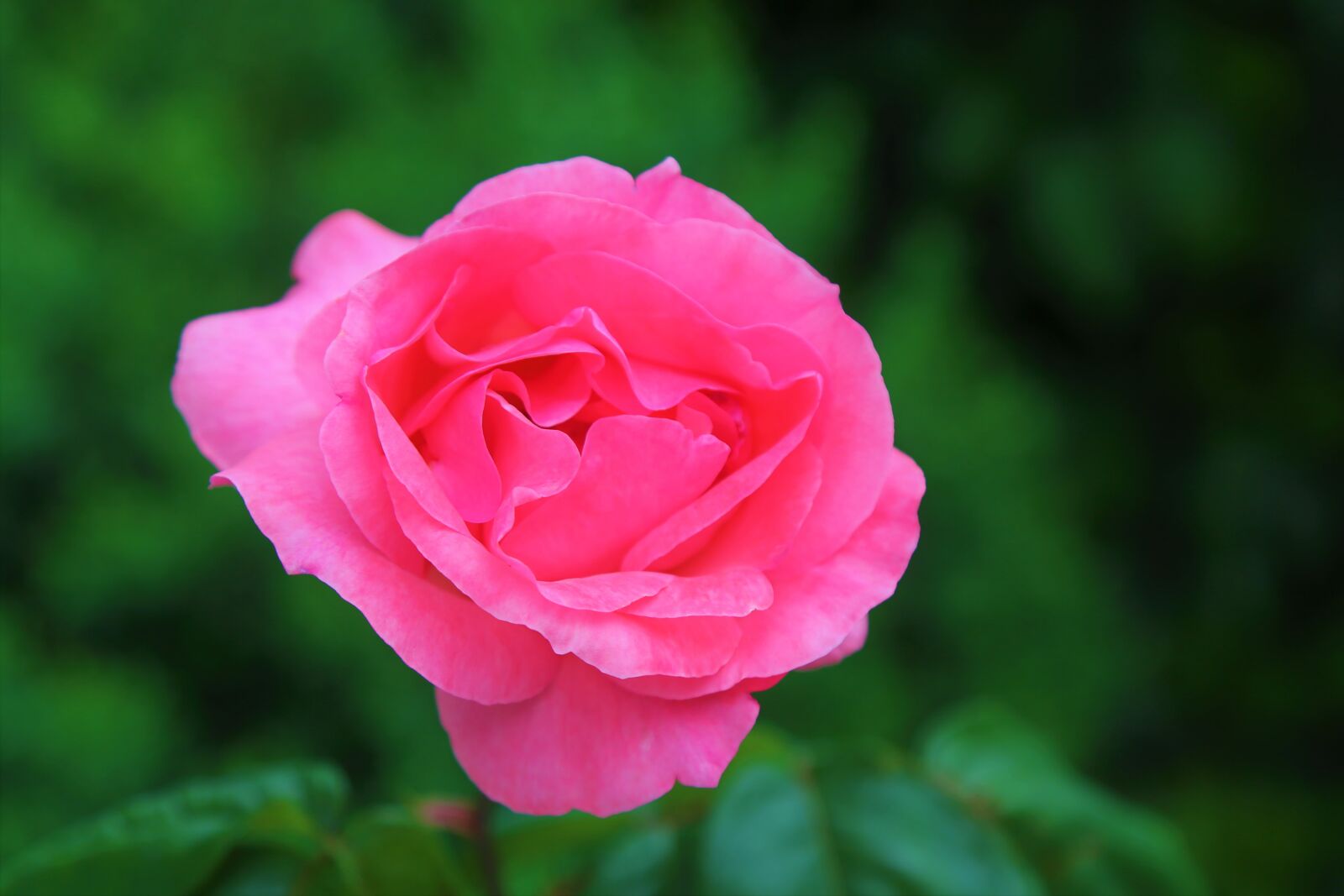 Canon EF 24-105mm F4L IS USM sample photo. Rose, spring, nature photography