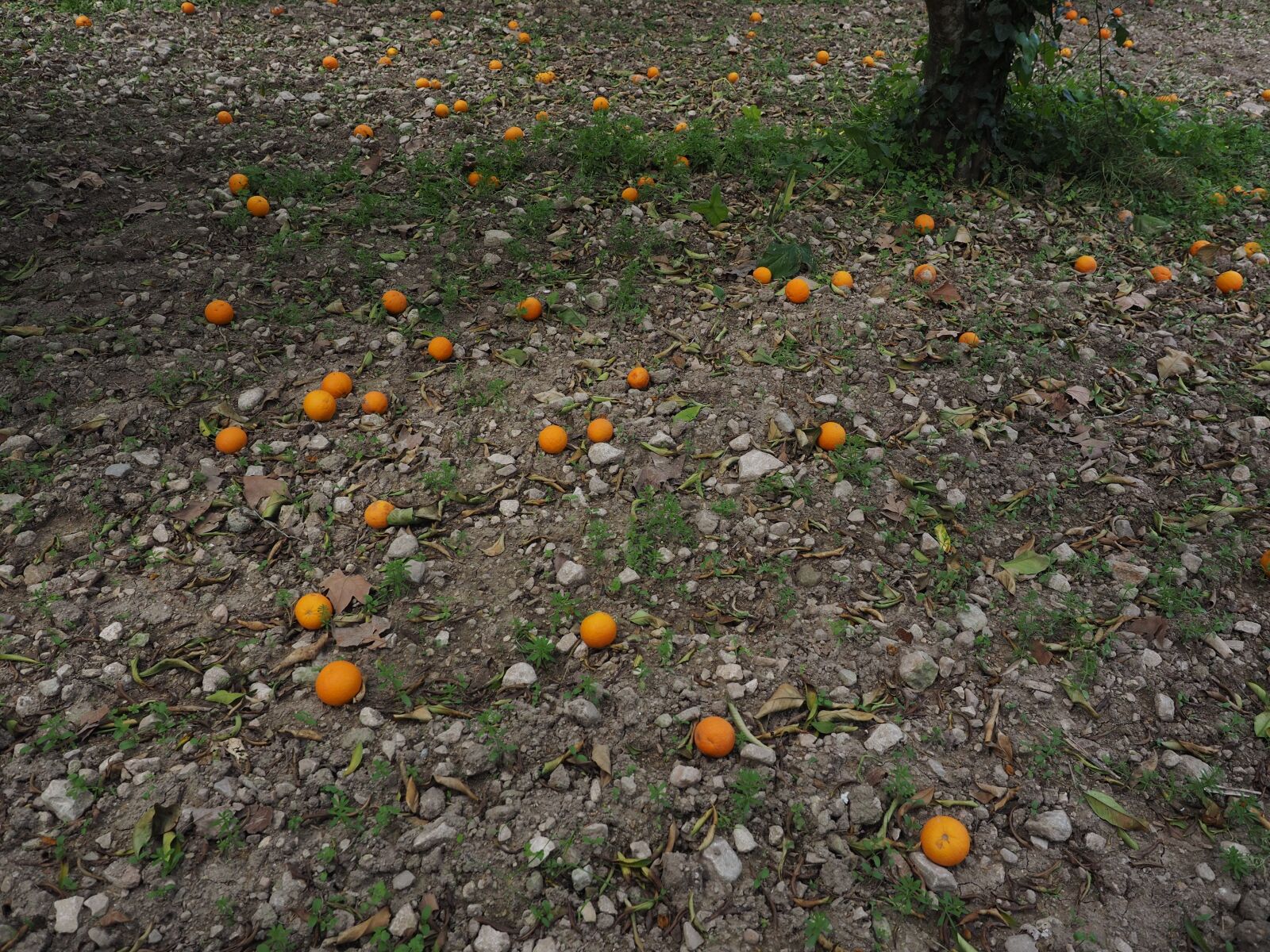 Olympus OM-D E-M1 + Olympus M.Zuiko Digital ED 12-40mm F2.8 Pro sample photo. Oranges, orange harvest, fruits photography