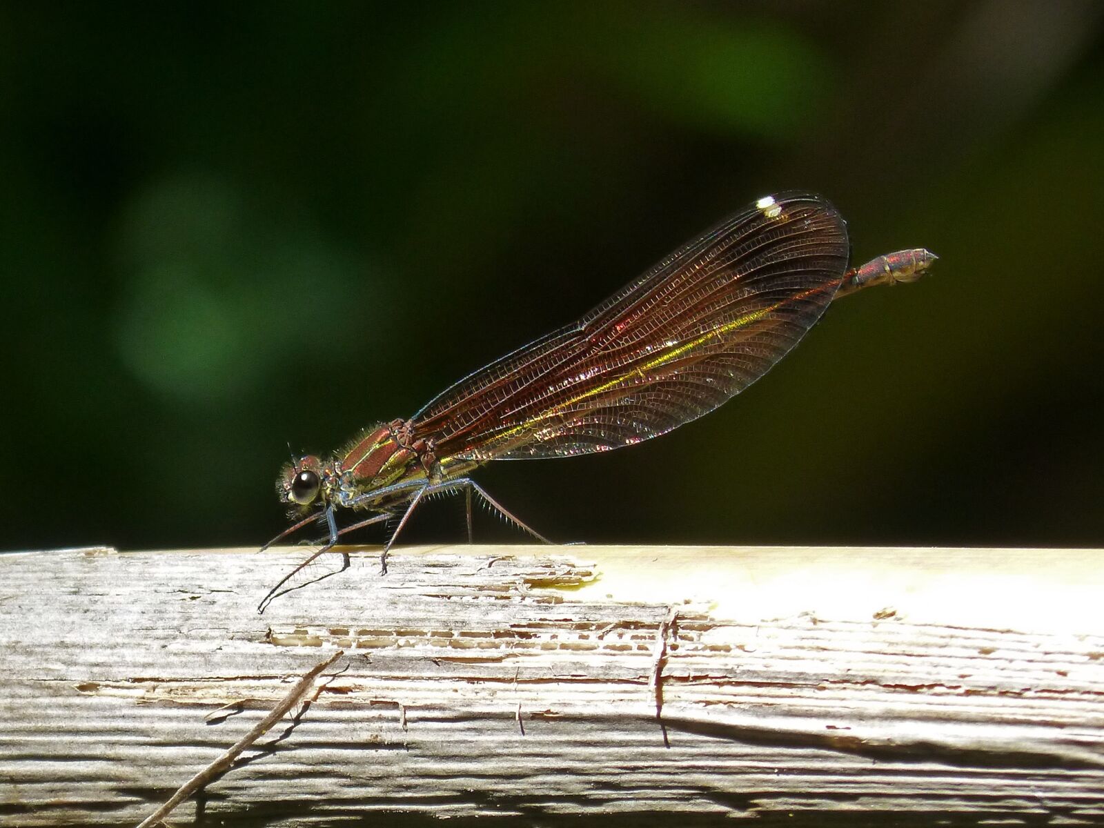 Panasonic DMC-FZ62 sample photo. Dragonfly, black dragonfly, calopteryx photography