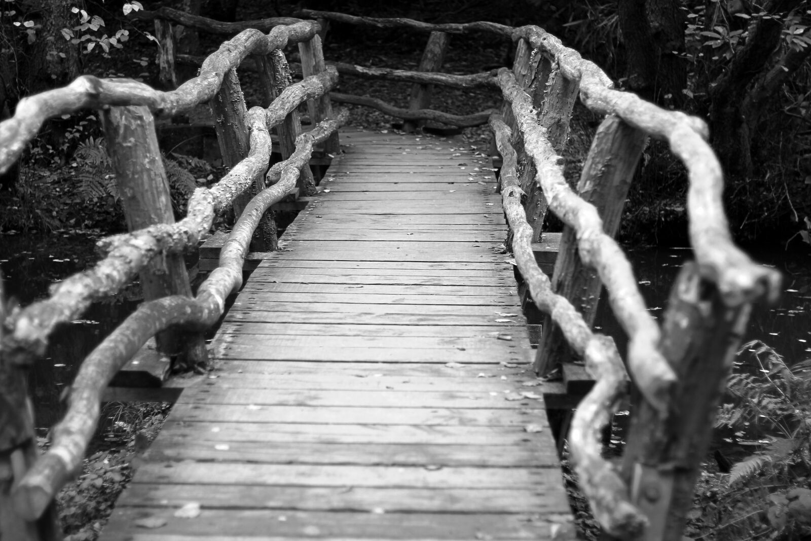 Canon EOS 600D (Rebel EOS T3i / EOS Kiss X5) + Canon EF 50mm F1.8 II sample photo. Bridge, forest, woods photography