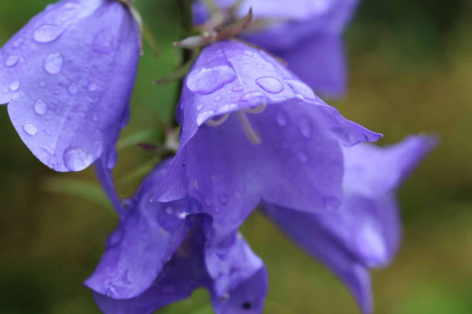 Canon EF-S 60mm F2.8 Macro USM sample photo. Bellflower, purple, a drop photography