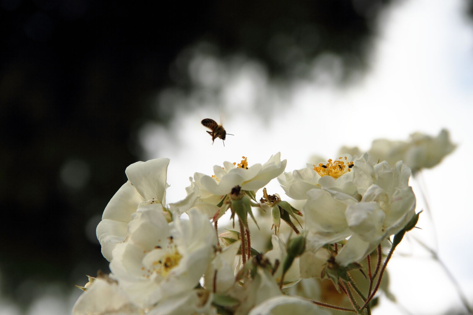 Canon EOS 7D sample photo. Bee, blossom, bloom photography