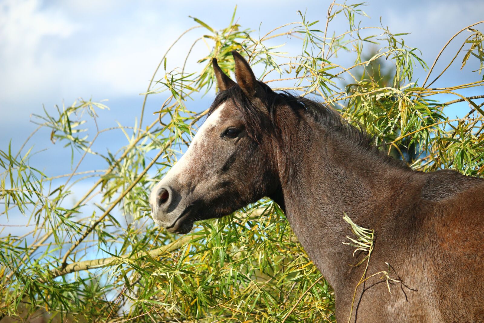 Canon EOS 100D (EOS Rebel SL1 / EOS Kiss X7) sample photo. Horse, horse head, arabs photography