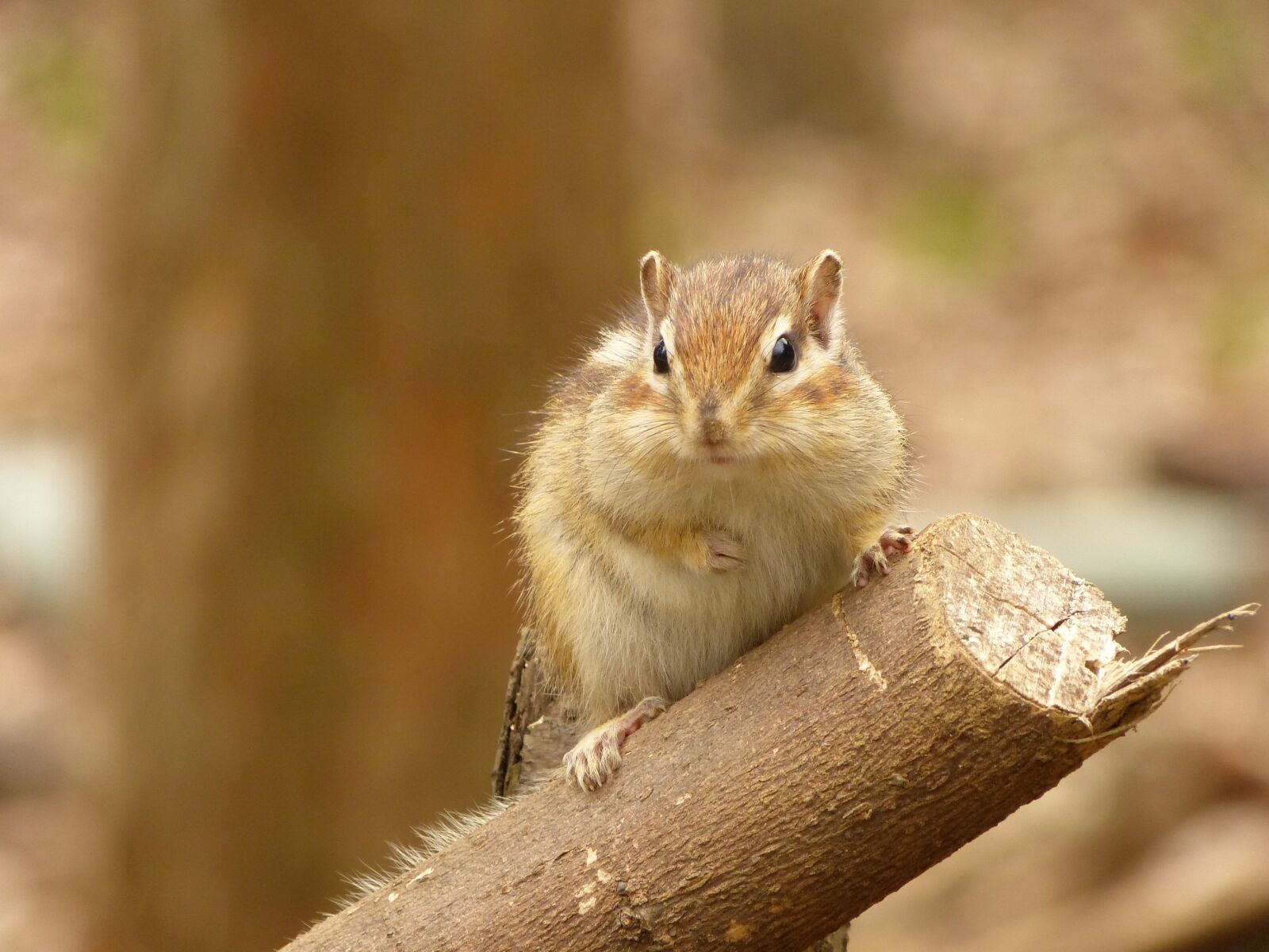 Panasonic Lumix DMC-FZ150 sample photo. Animal, squirrel, diet photography