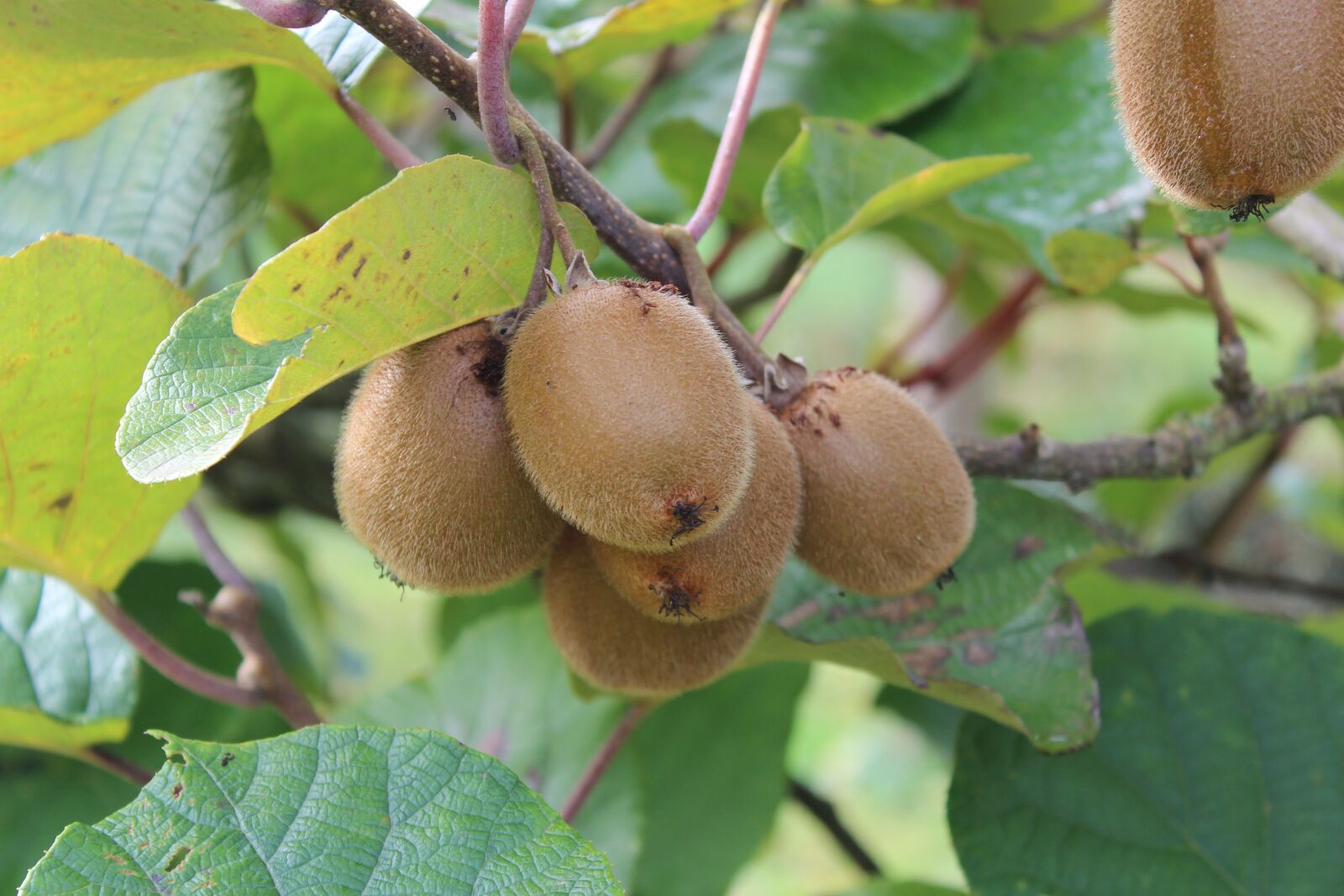 Canon EOS 600D (Rebel EOS T3i / EOS Kiss X5) sample photo. Kiwi, bio, fresh photography