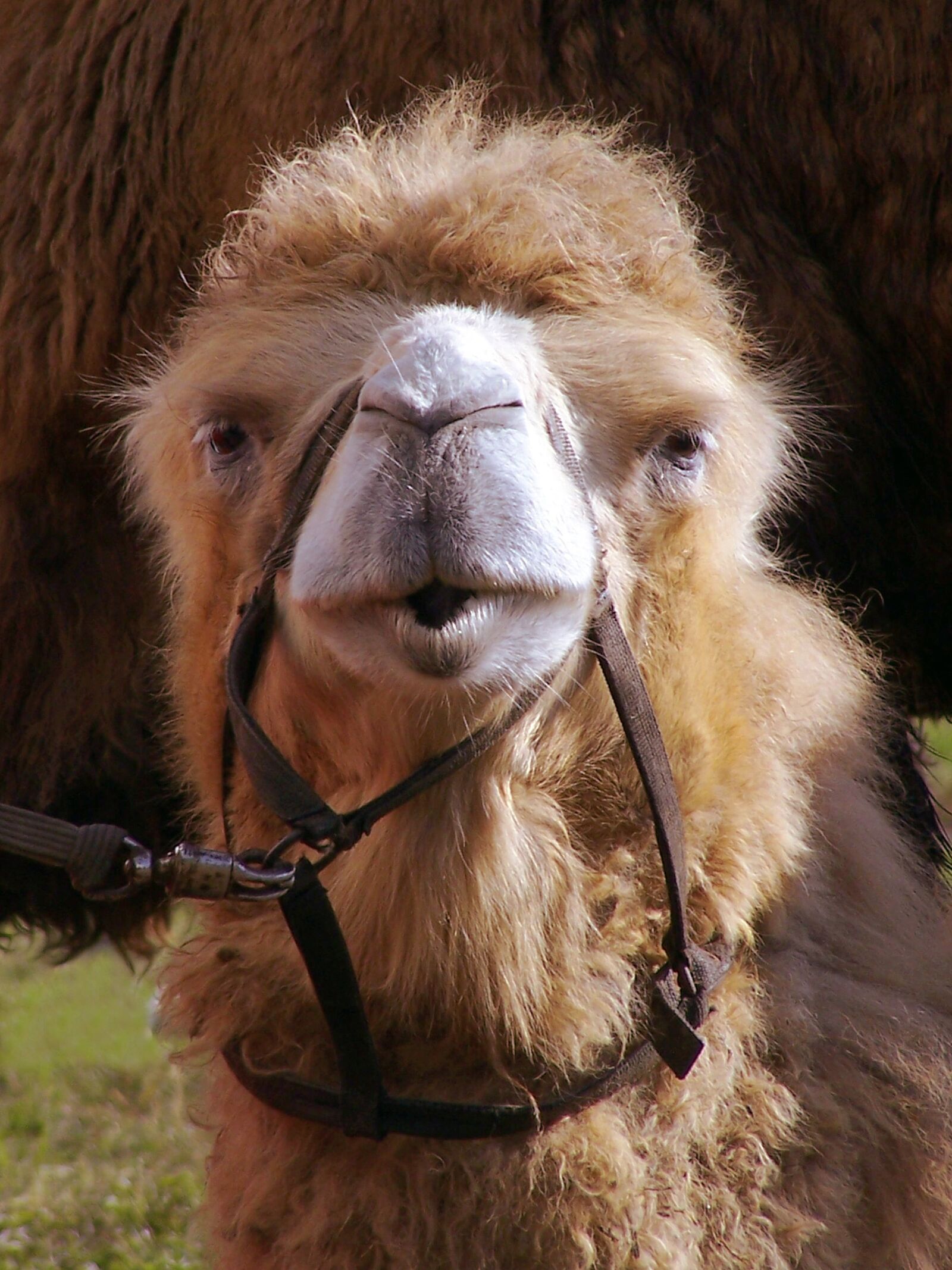 Kodak Z740 ZOOM DIGITAL CAMERA sample photo. Camel, hunchback camel, animal photography
