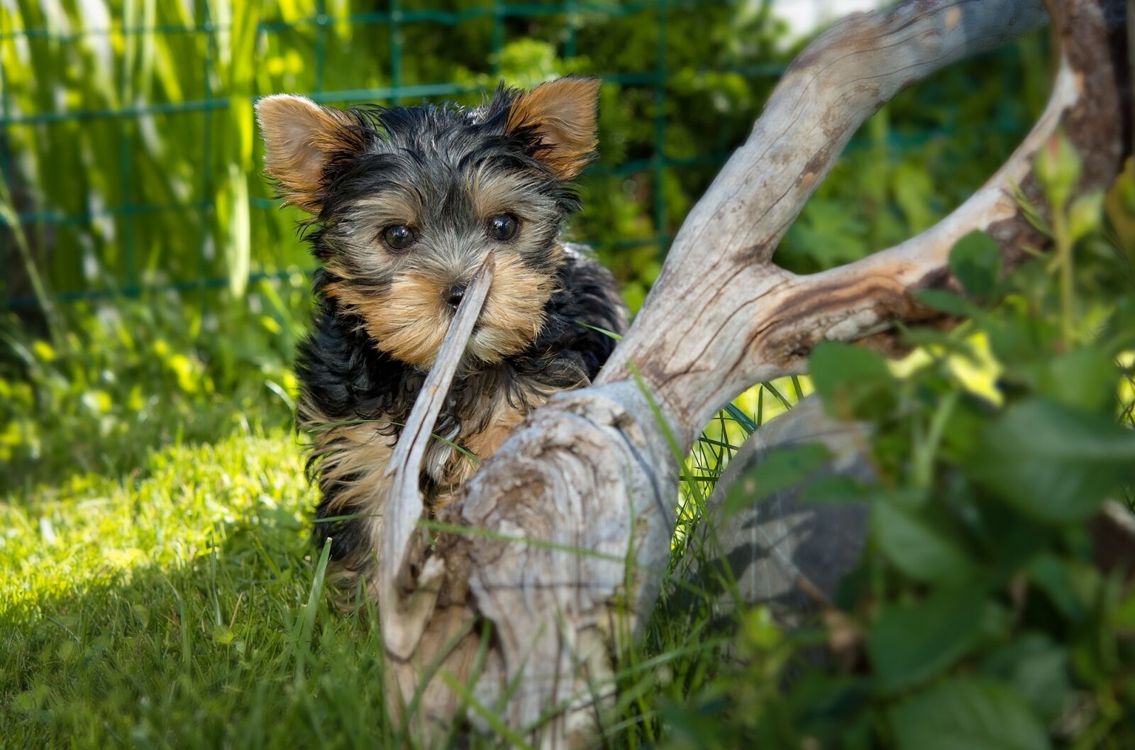 Nikon D7100 sample photo. Dog, puppy, yorkshire terrier photography