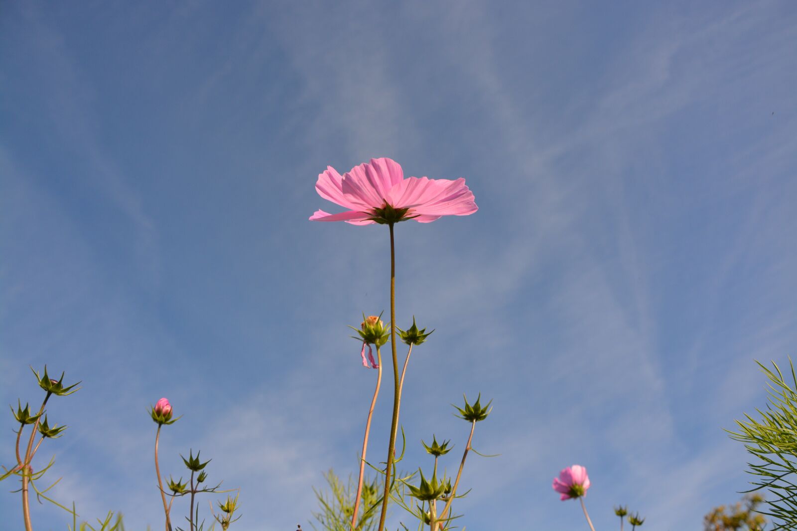 Nikon D5200 sample photo. Pink flower, long stem photography
