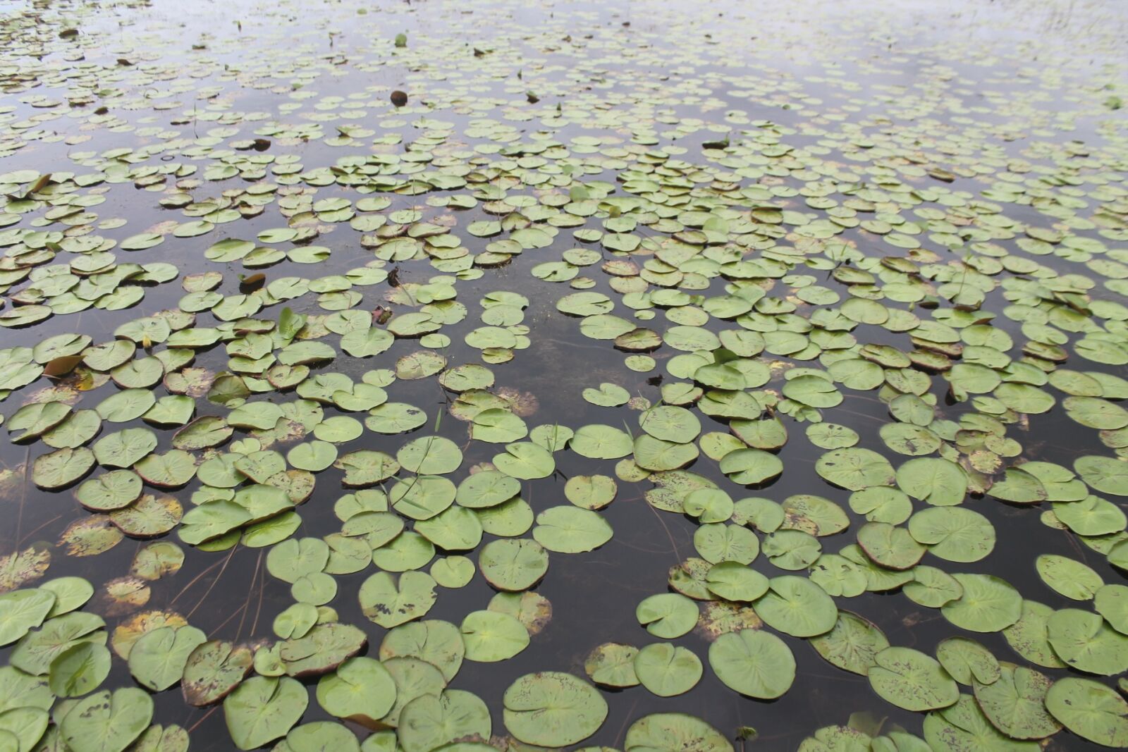 Canon EOS 1100D (EOS Rebel T3 / EOS Kiss X50) sample photo. Plant, amazon, lake photography