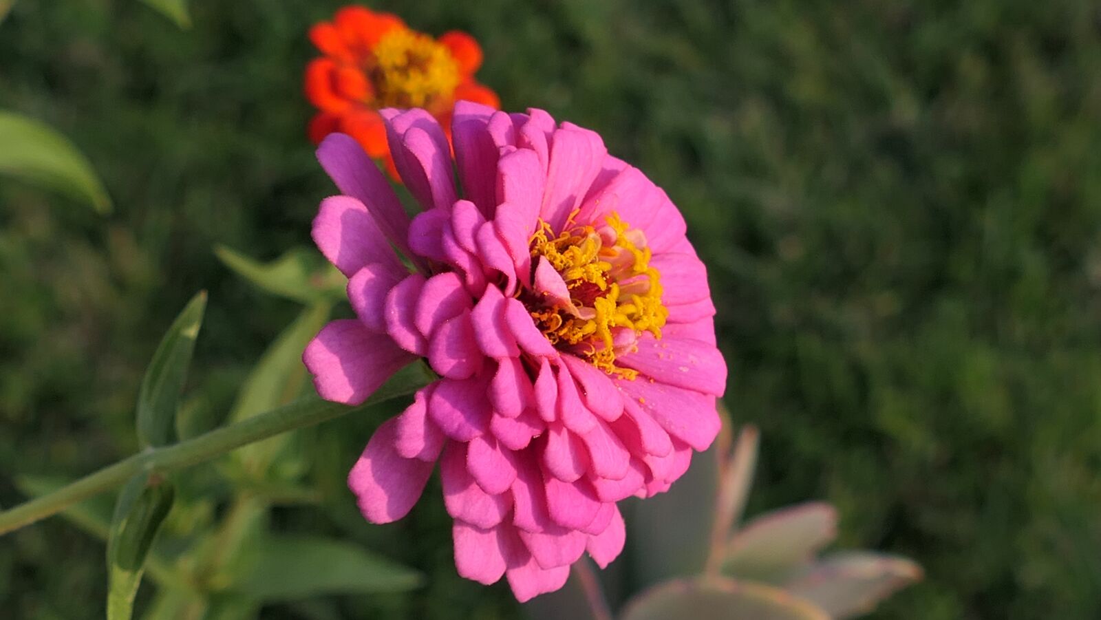 Panasonic DC-FZ10002 sample photo. Flower, pink, zinnia photography