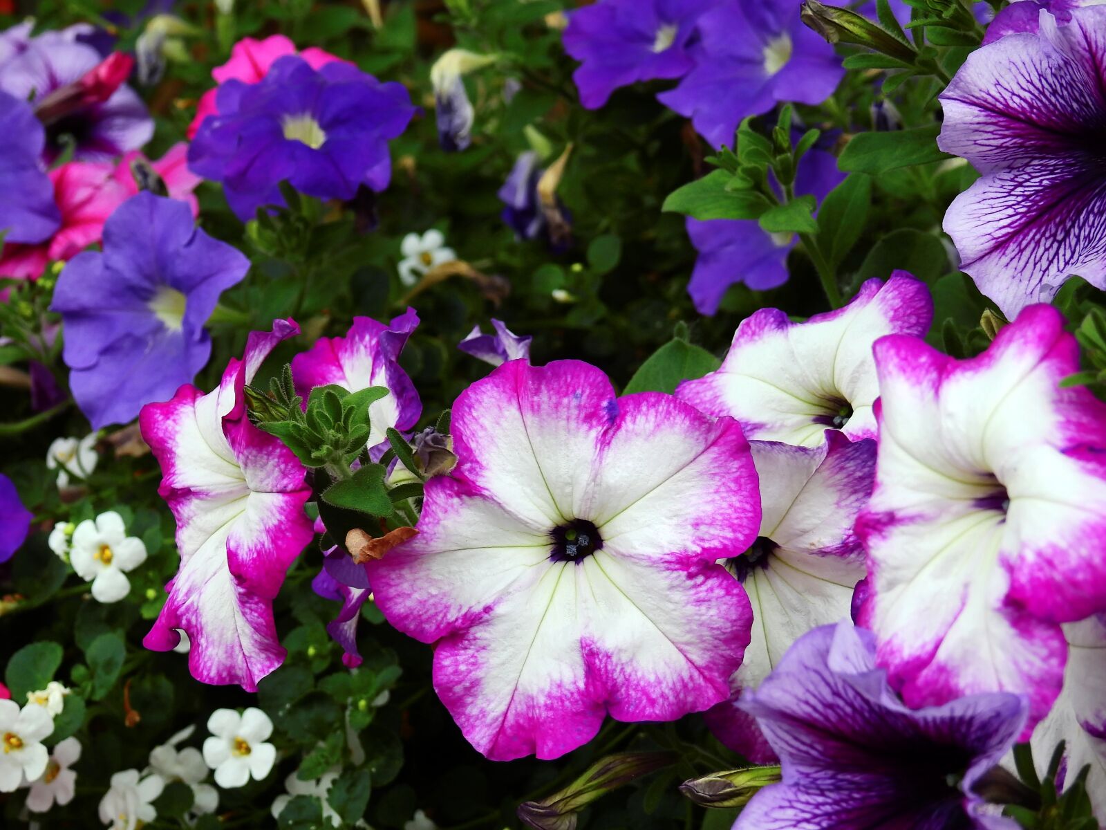 Nikon Coolpix P900 sample photo. Flowers, blossom, bloom photography