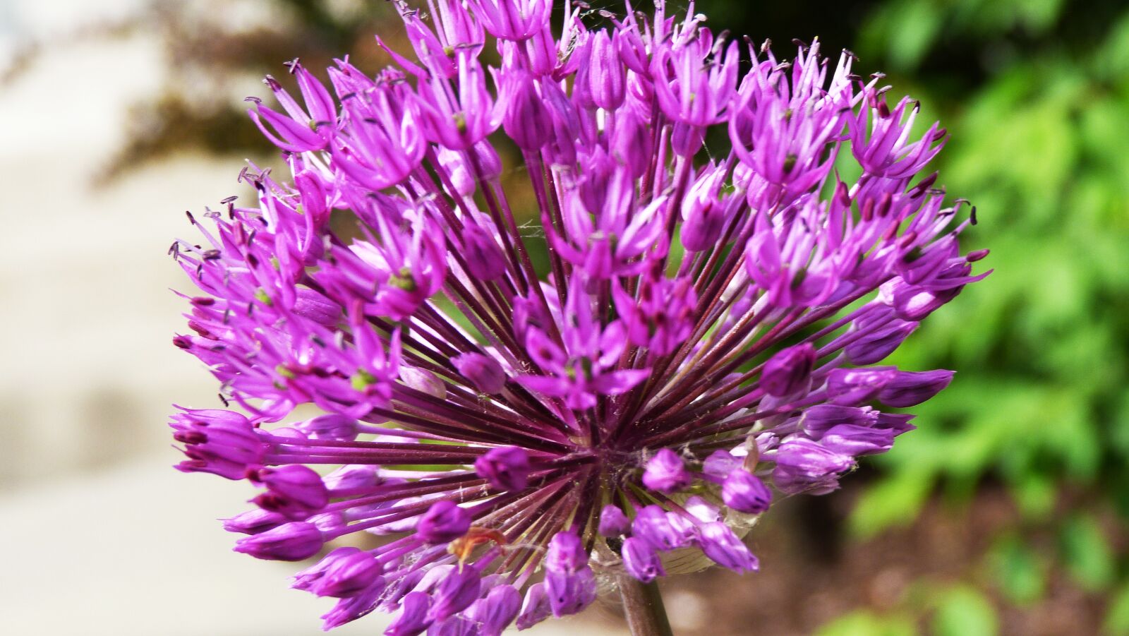 Panasonic Lumix DMC-FZ40 (Lumix DMC-FZ45) sample photo. Flower, garden, summer photography