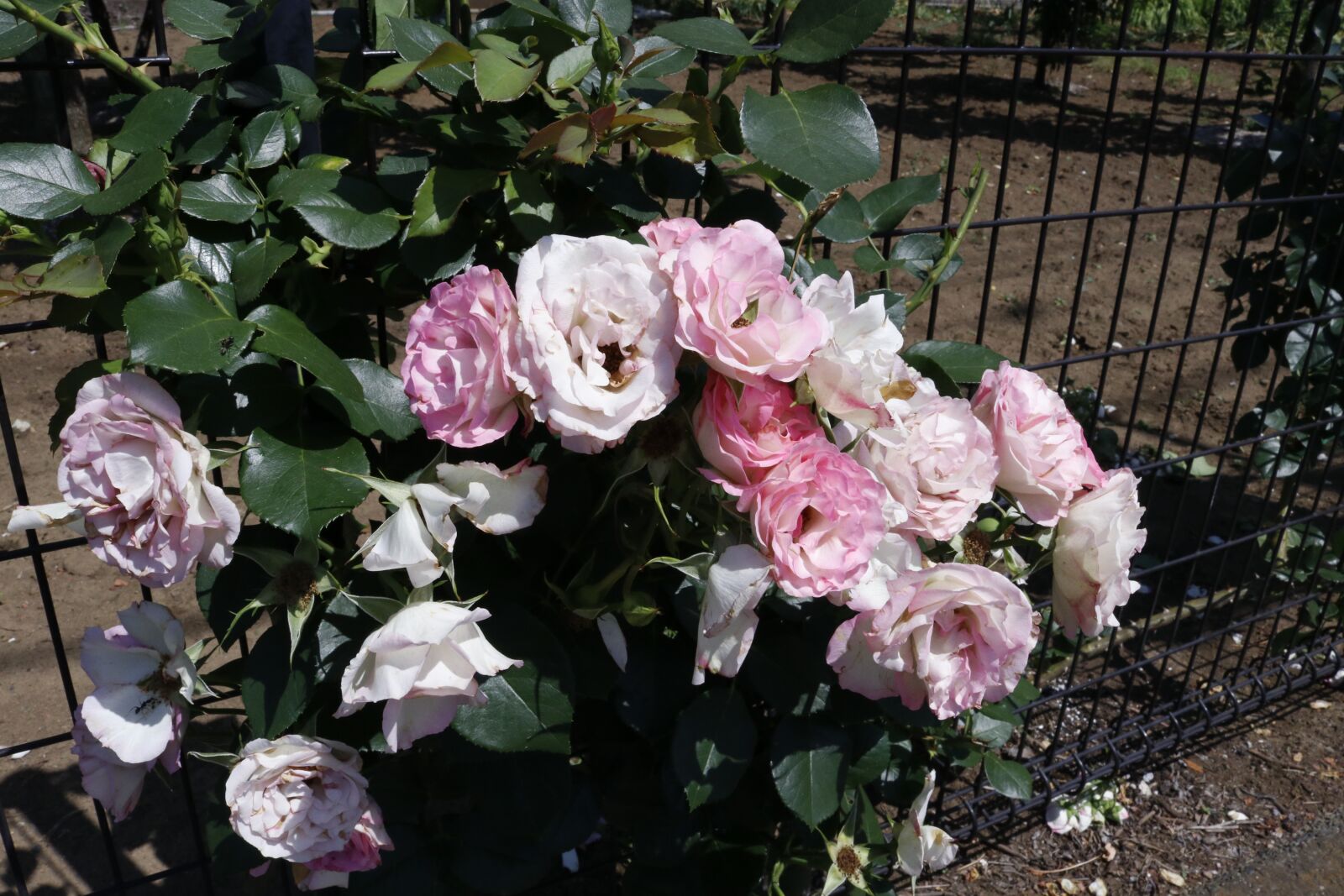 Canon EOS 80D sample photo. Rose, flowers, romantic photography