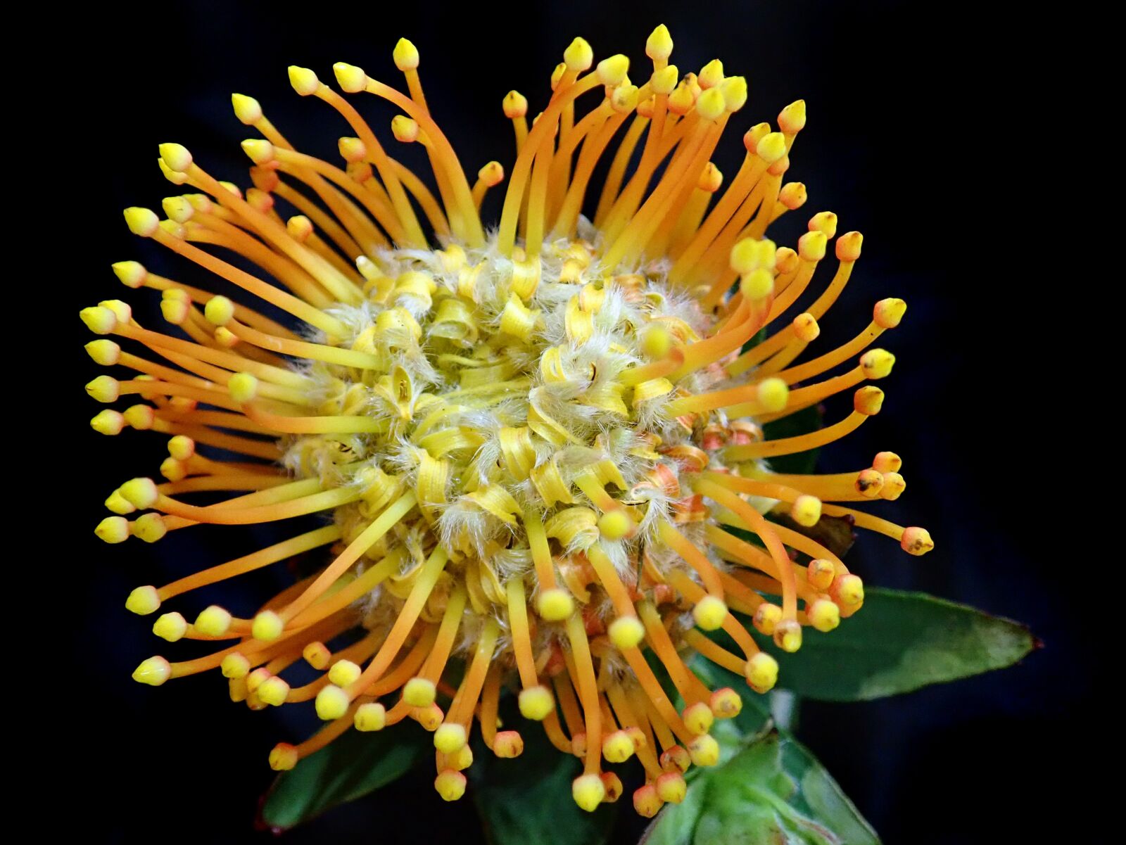 Olympus TG-5 sample photo. Flower, fluffy, yellow photography